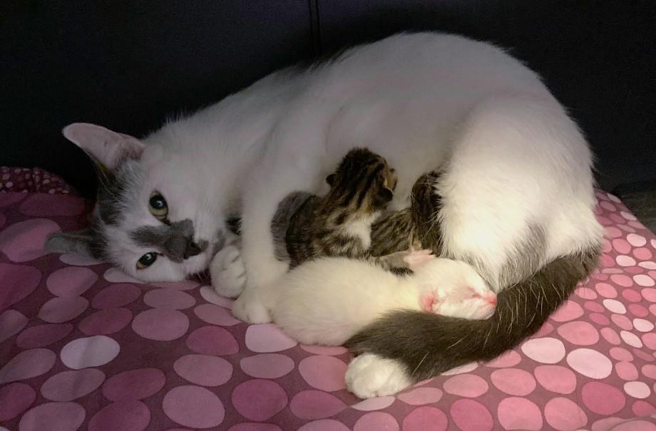 Enlarge Molly, a ADOPTABLE Domestic Short Hair in Saanichton, BC image 5/5