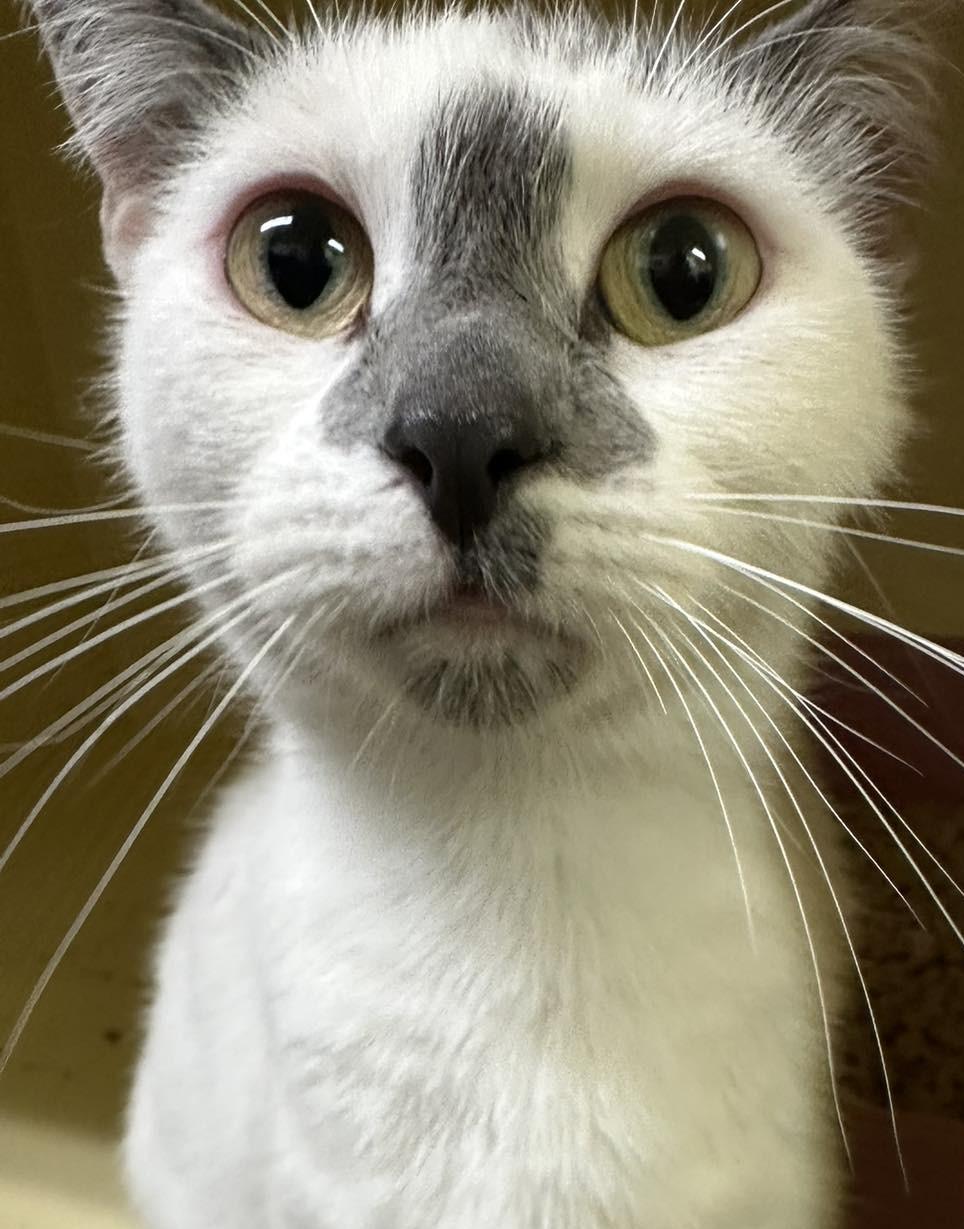 Molly, ADOPTABLE, Adult Female Domestic Short Hair.