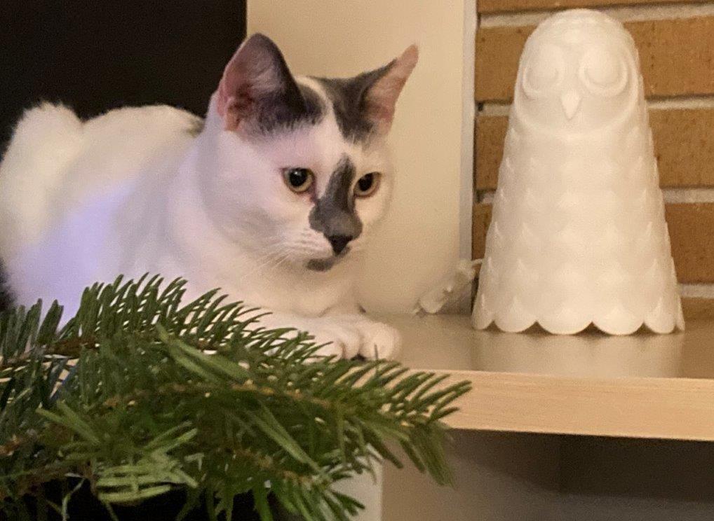 Enlarge Molly, a ADOPTABLE Domestic Short Hair in Saanichton, BC image 1/5