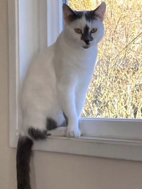 Molly, a ADOPTABLE Domestic Short Hair in Saanichton, BC image 5/5