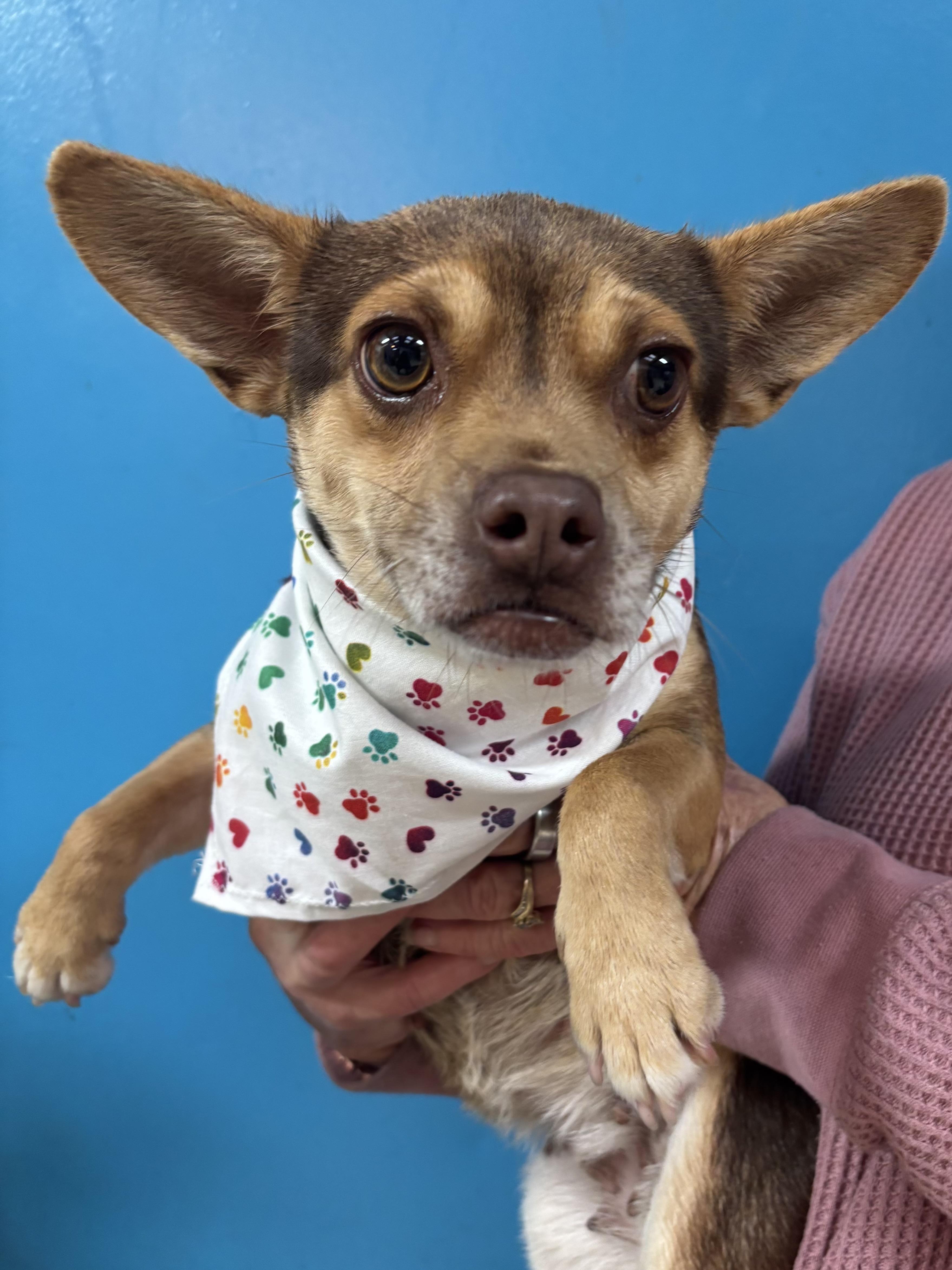Bellini, ADOPTABLE, Young Female Chiweenie.