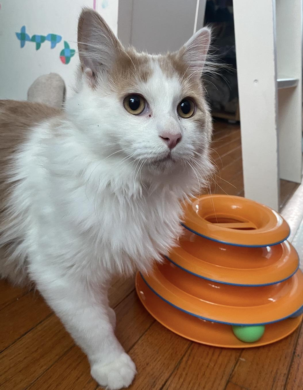 Oliver, Adoptable, Kitten Male Domestic Medium Hair.