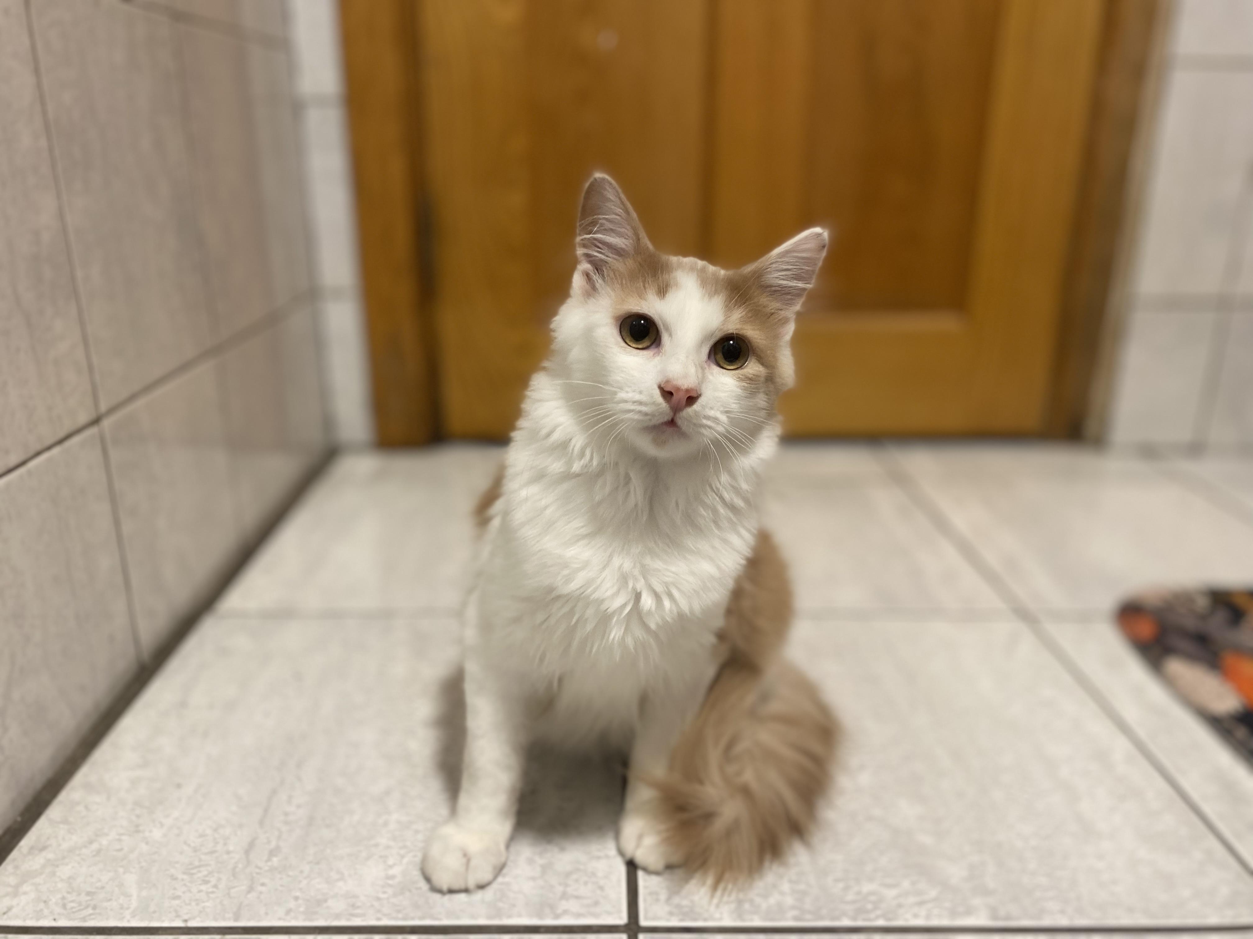 Enlarge Oliver, a Adoptable Domestic Medium Hair in Elwood, IL image 3/6