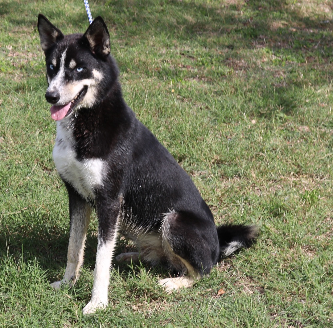 Enlarge Ryker, a Adoptable mixed breed in Bandera, TX image 2/4