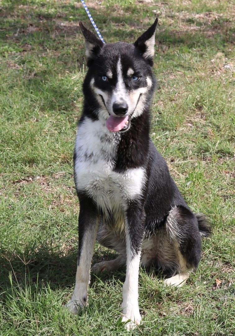 Enlarge Ryker, a Adoptable mixed breed in Bandera, TX image 3/4