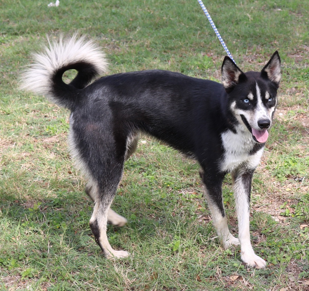Enlarge Ryker, a Adoptable mixed breed in Bandera, TX image 1/4