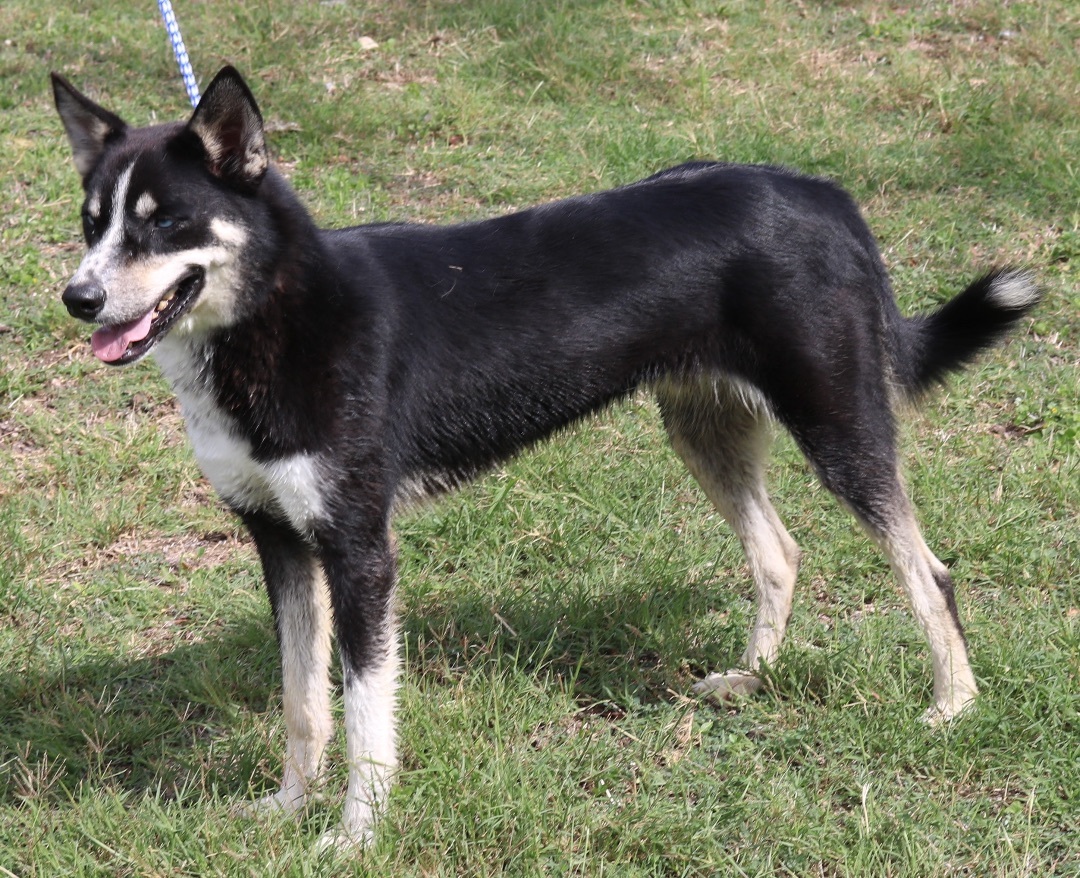 Enlarge Ryker, a Adoptable mixed breed in Bandera, TX image 4/4