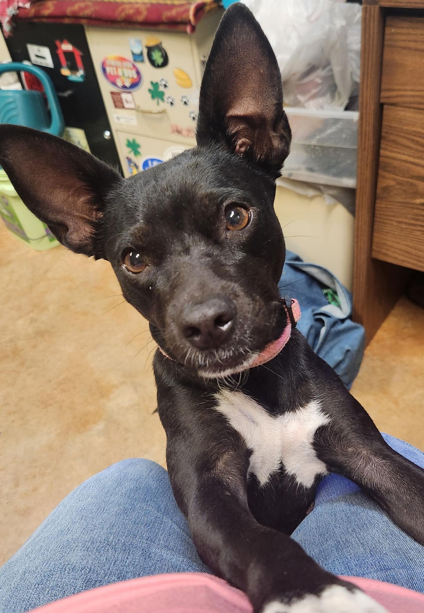 Cambria, Adoptable, Young Female Chihuahua.