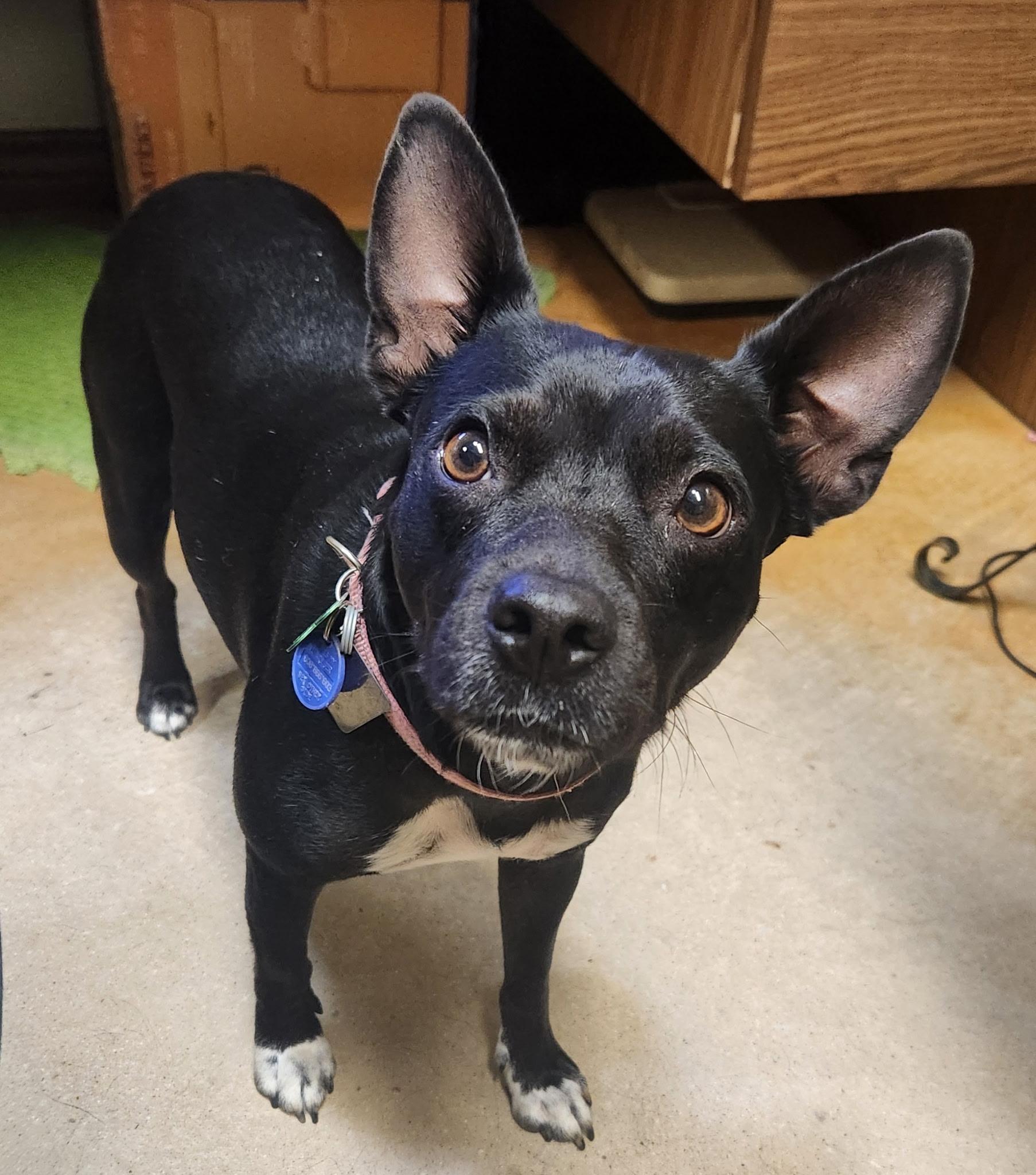 Enlarge Cambria, a Adoptable mixed breed in Coppell, TX image 3/4