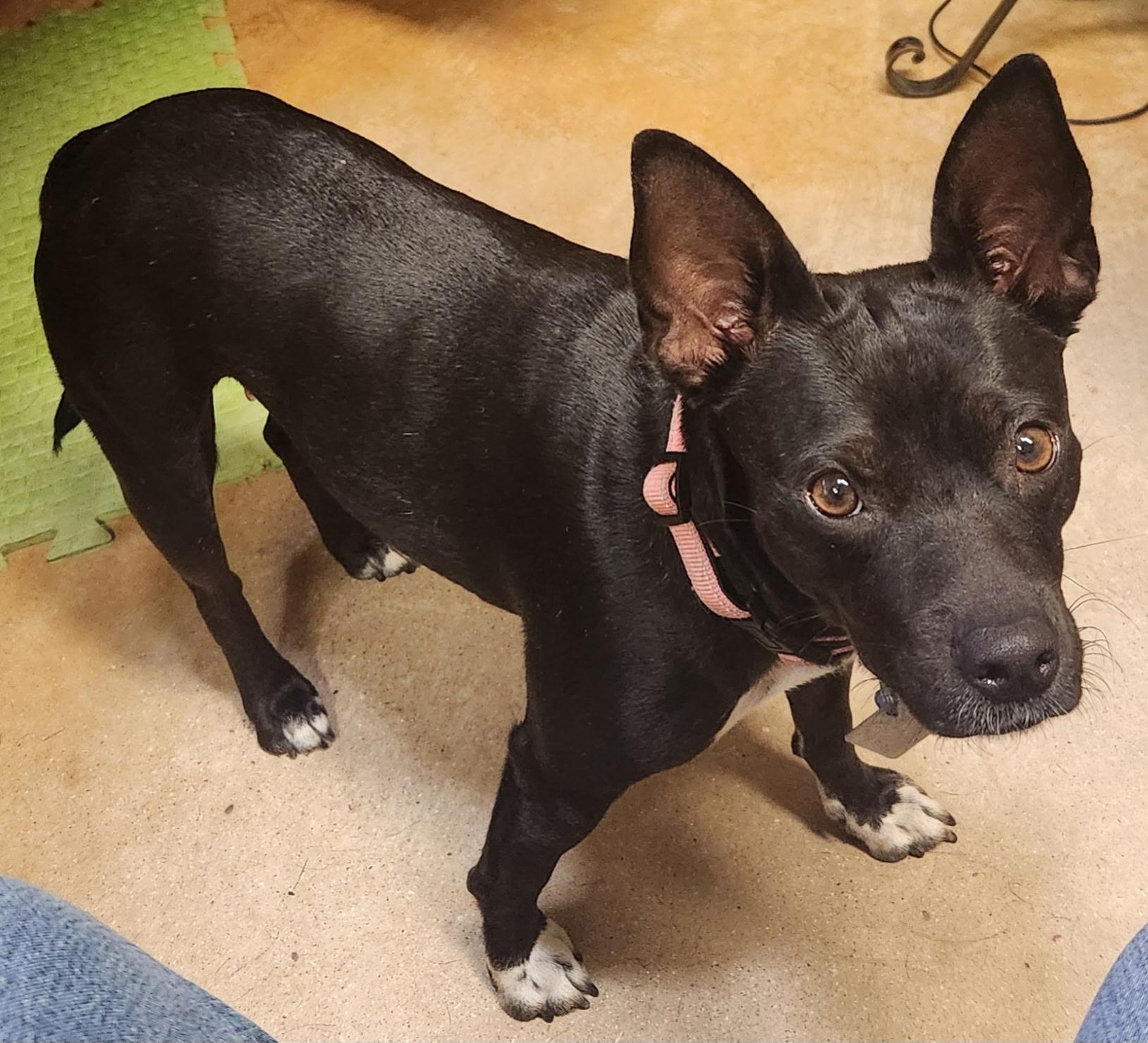 Enlarge Cambria, a Adoptable mixed breed in Coppell, TX image 4/4