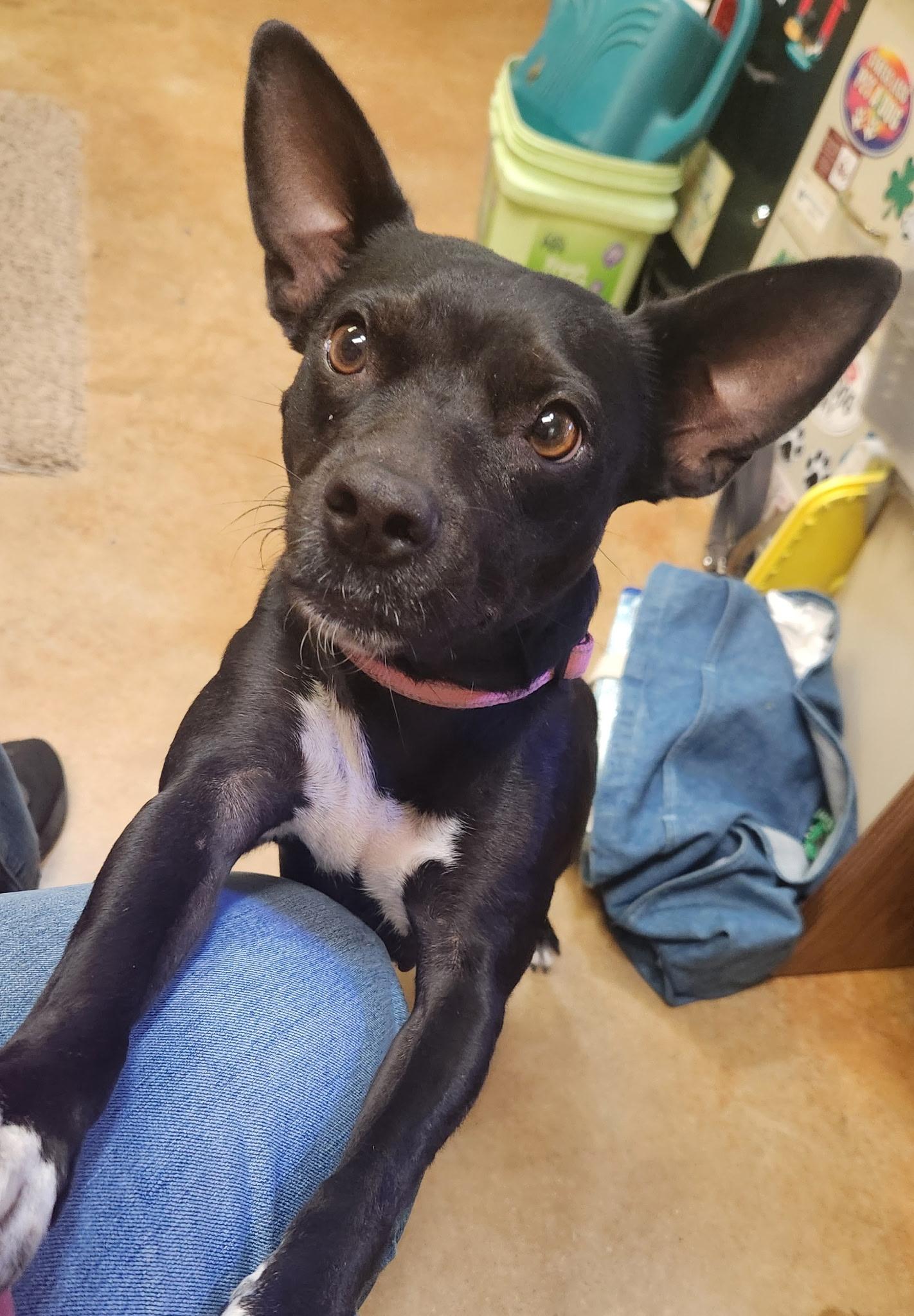 Enlarge Cambria, a Adoptable mixed breed in Coppell, TX image 2/4