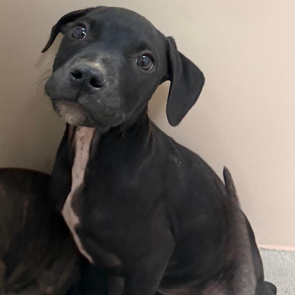 Willy, a Adoptable Pit Bull Terrier in Sonoma, CA image 2/5
