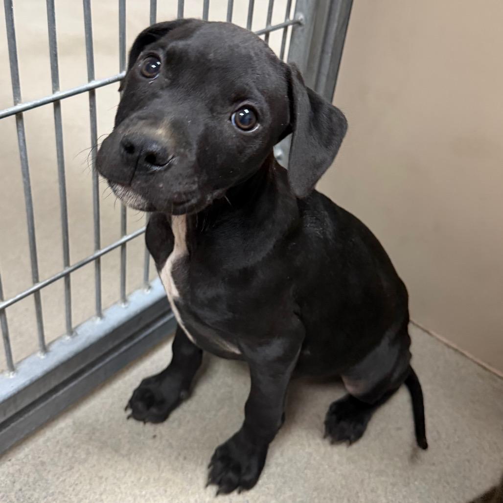 Willy, a Adoptable Pit Bull Terrier in Sonoma, CA image 3/5