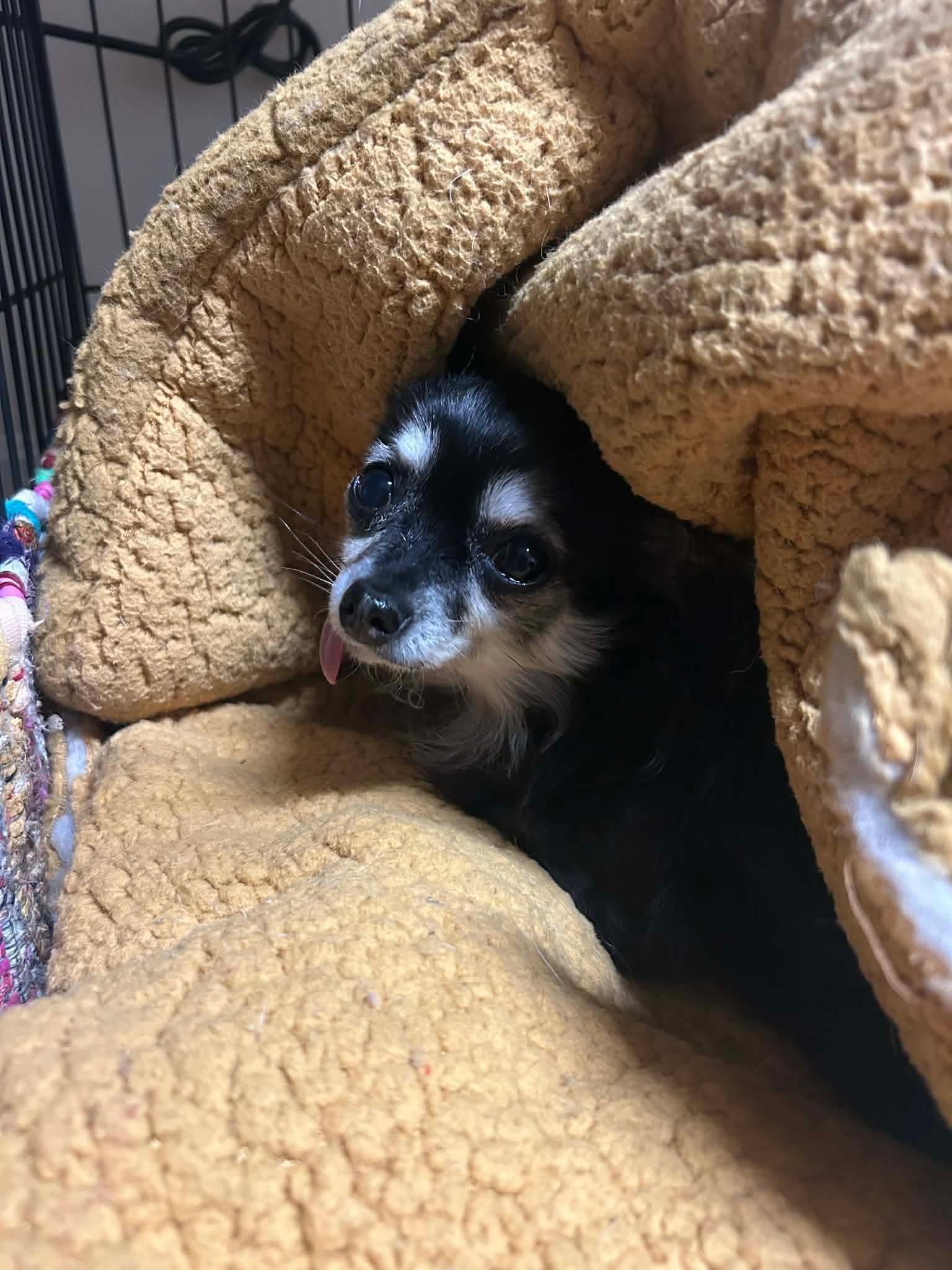 Enlarge Chloe, an adopted Chihuahua in Campbellsville, KY image 4/4