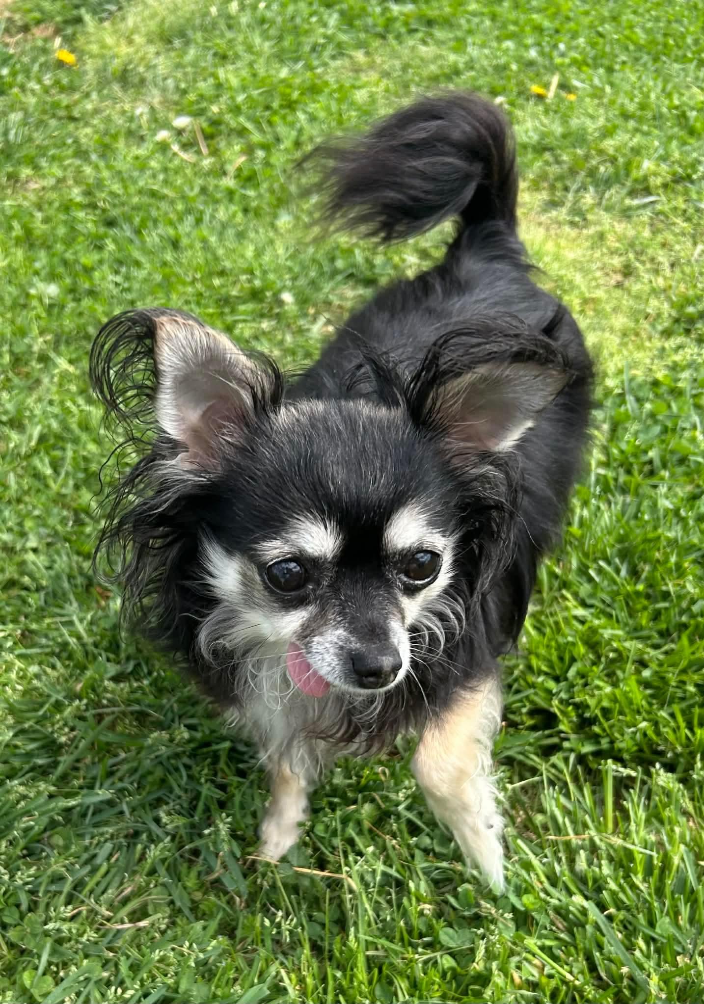 Enlarge Chloe, an adopted Chihuahua in Campbellsville, KY image 3/4