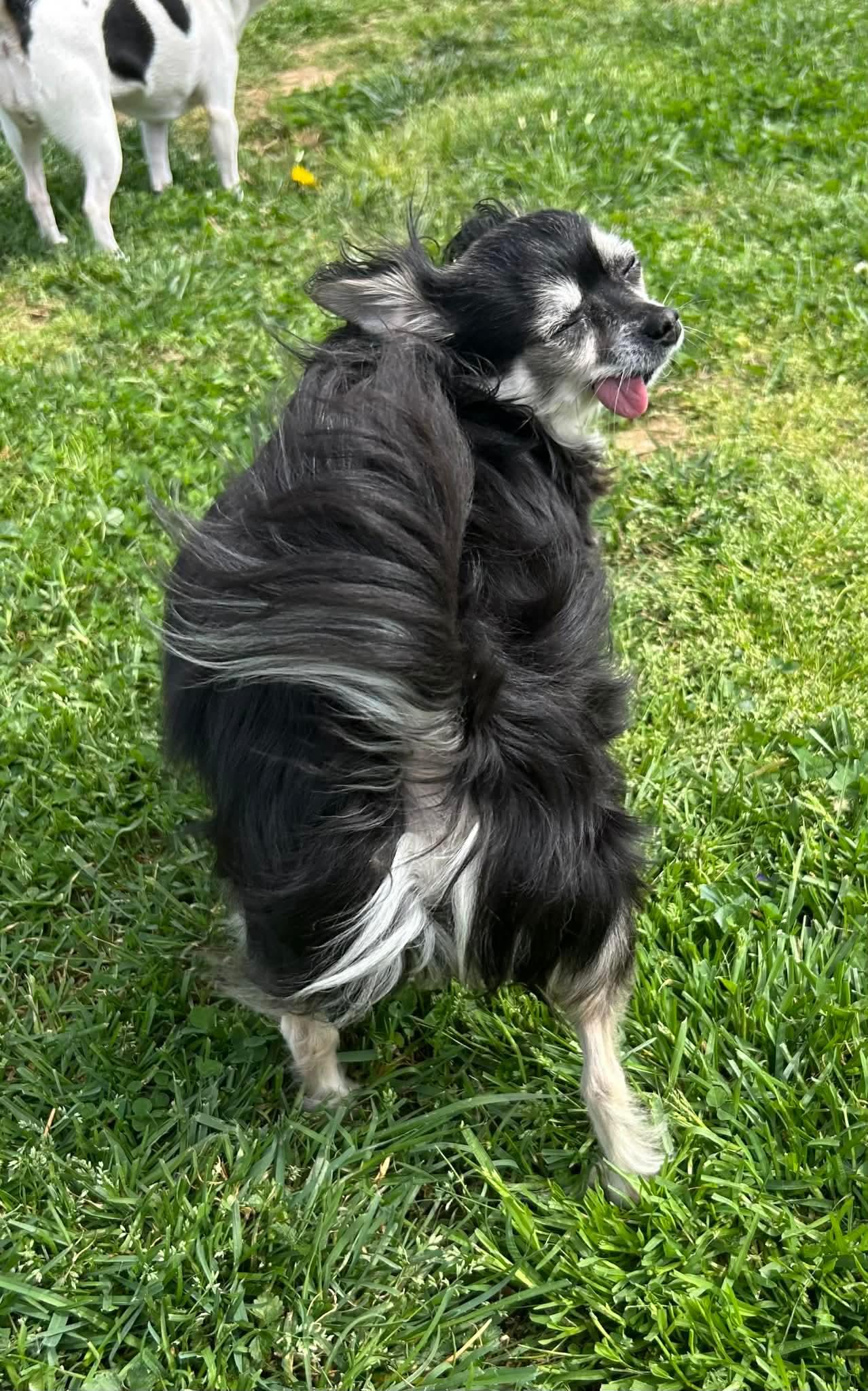 Enlarge Chloe, an adopted Chihuahua in Campbellsville, KY image 2/4