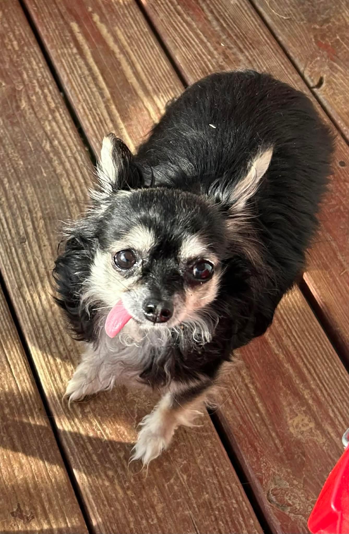 Chloe, adopted, Adult Female Chihuahua.