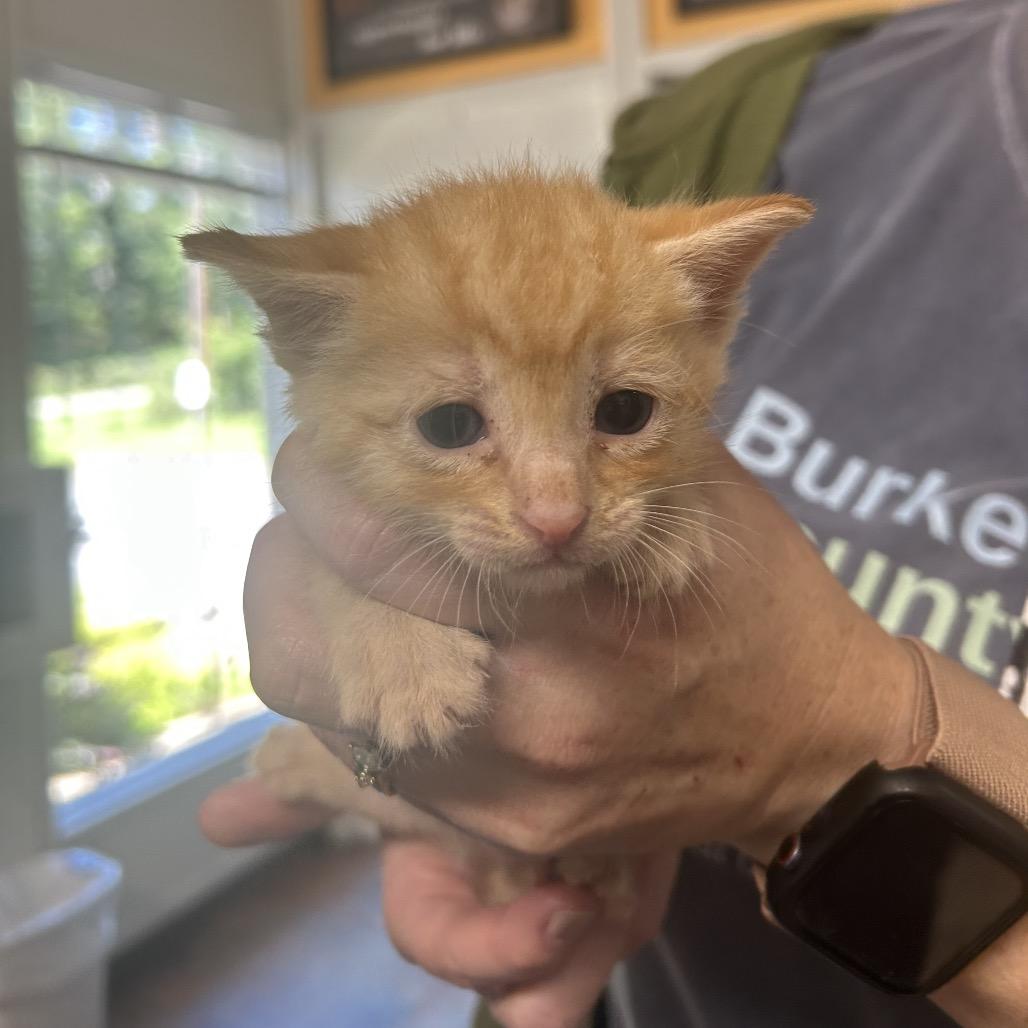 Enlarge Ginger, a Adoptable Domestic Short Hair in Morganton, NC image 1/1