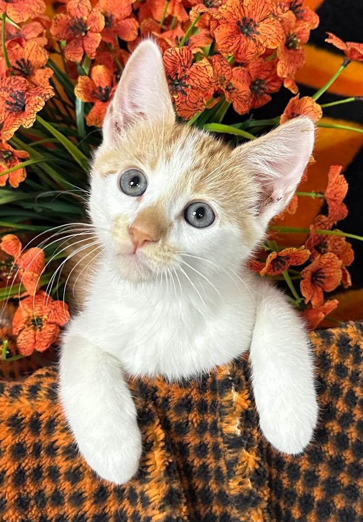 Enlarge 6/26/26 Sunray, a Adoptable mixed breed in Stillwater, OK image 1/1