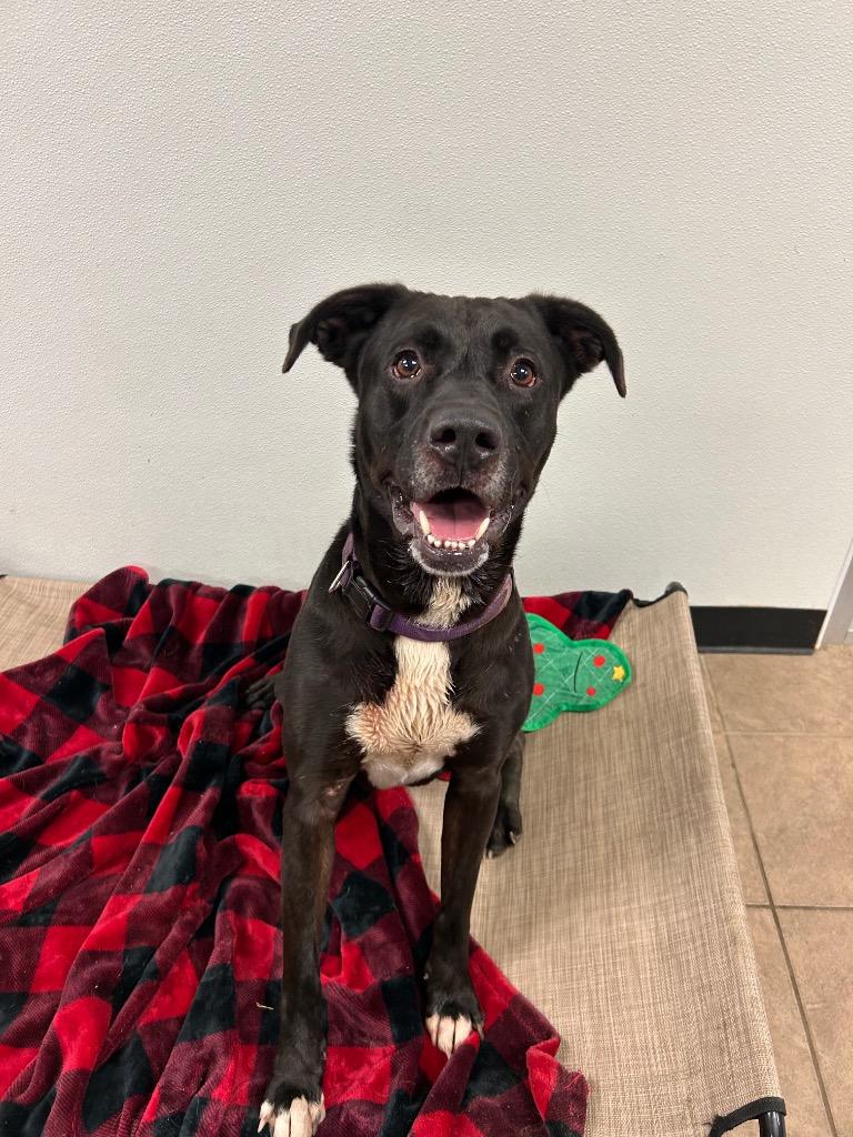 Enlarge Benson, a Adoptable mixed breed in Marion, OH image 1/5