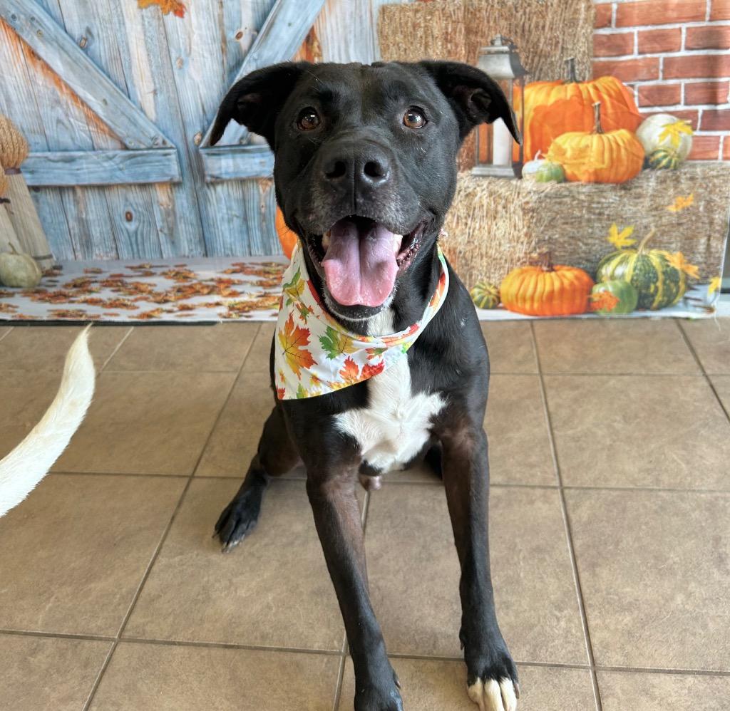 Enlarge Benson, a Adoptable mixed breed in Marion, OH image 2/5