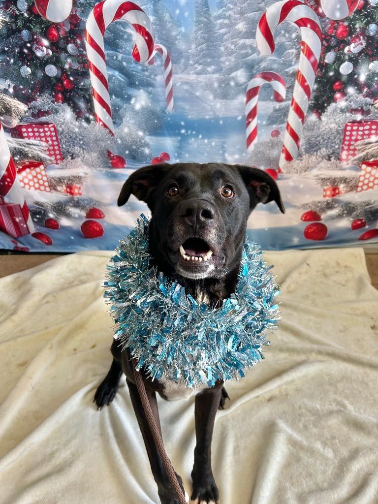 Enlarge Benson, a Adoptable mixed breed in Marion, OH image 3/5