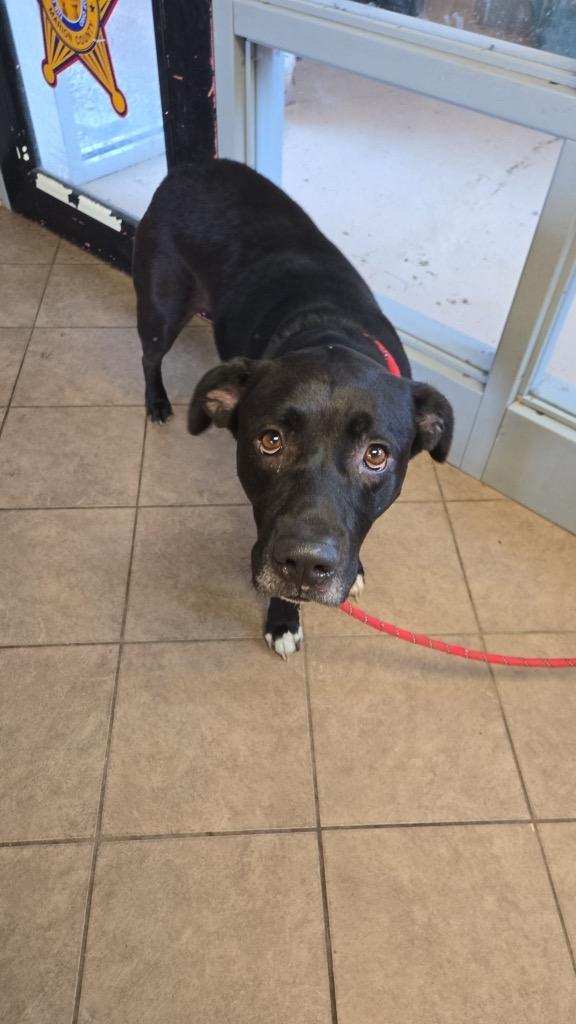 Enlarge Benson, a Adoptable mixed breed in Marion, OH image 4/5