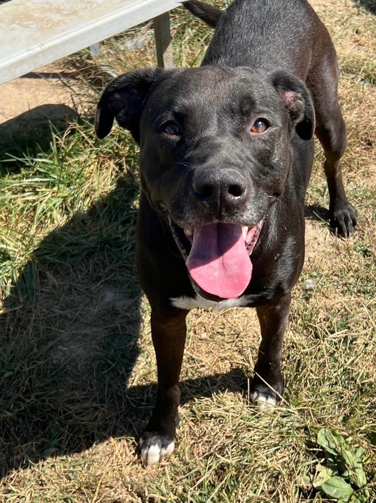 Enlarge Benson, a Adoptable mixed breed in Marion, OH image 5/5