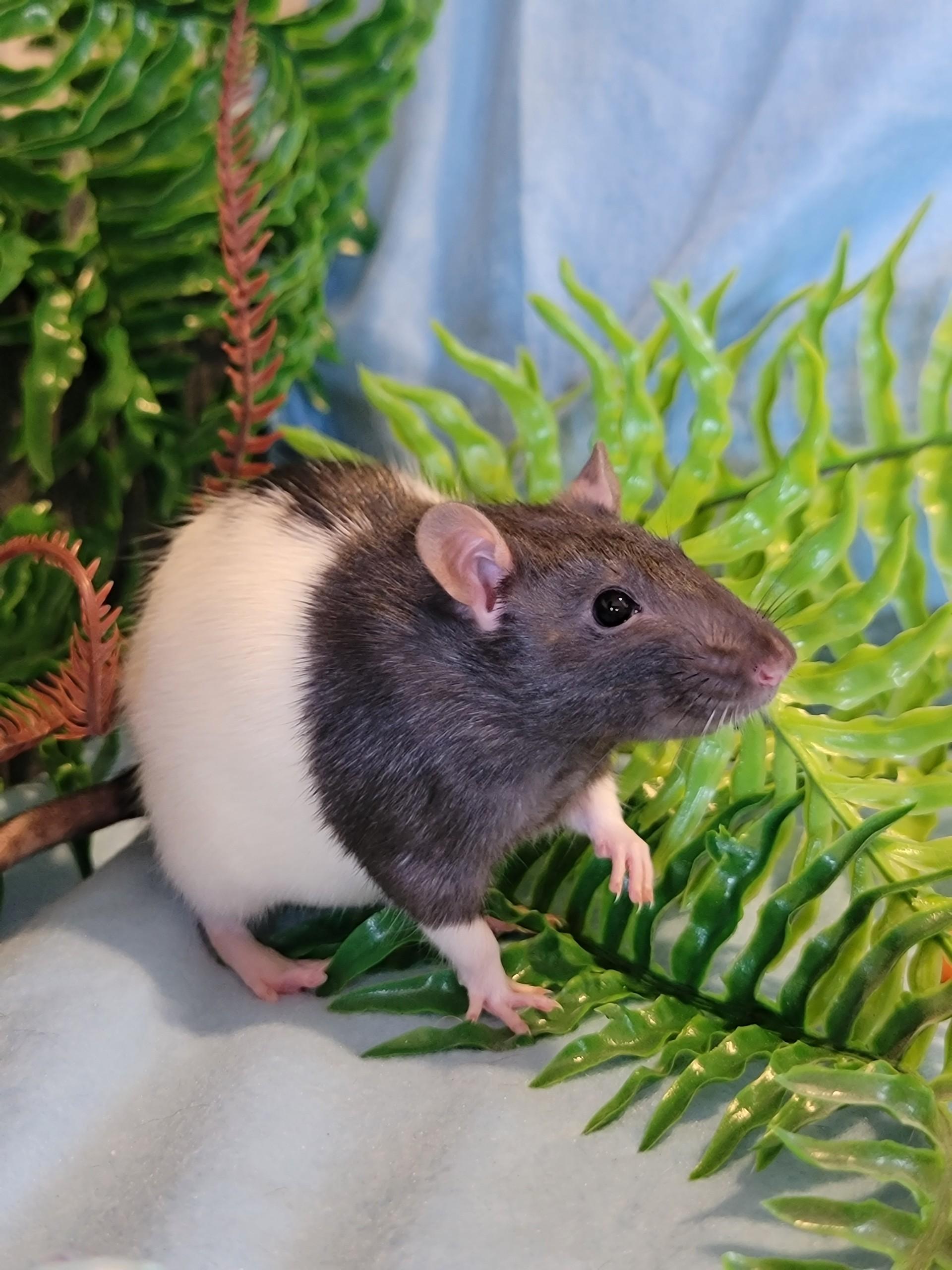 Shelly, a ADOPTABLE Rat in Washoe Valley, NV image 1/3