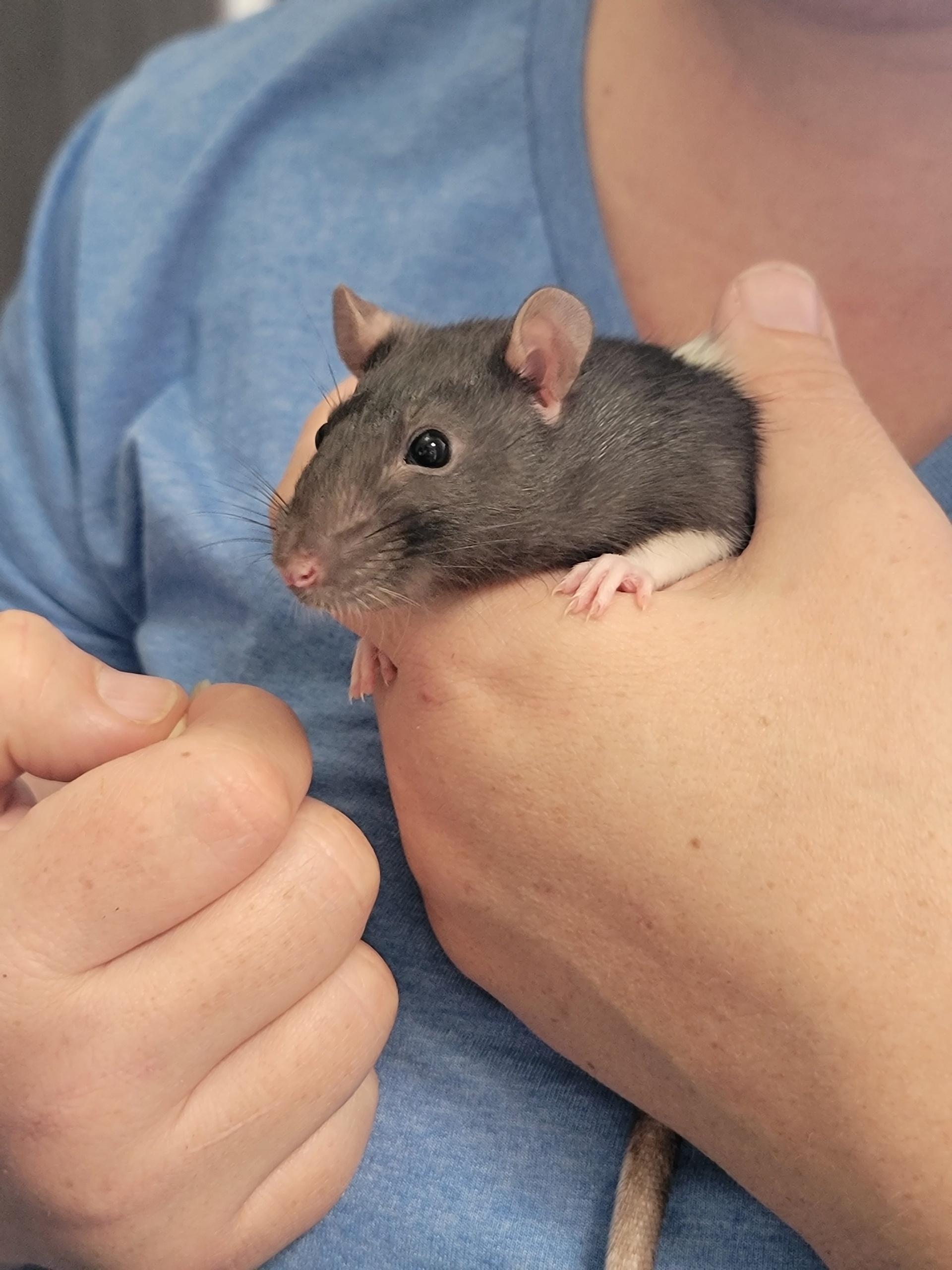 Shelly, a ADOPTABLE Rat in Washoe Valley, NV image 3/3