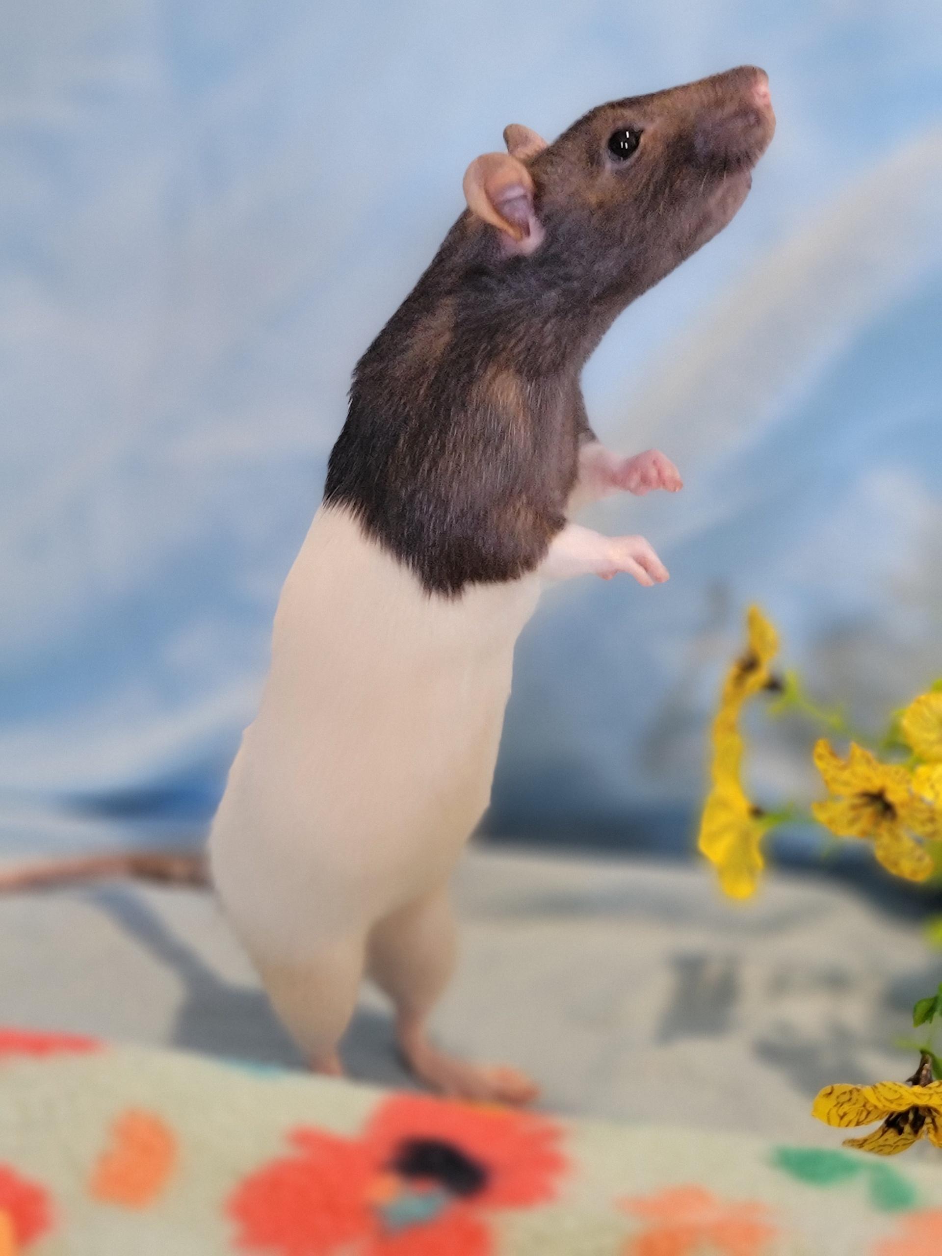 Shelly, a ADOPTABLE Rat in Washoe Valley, NV image 2/3