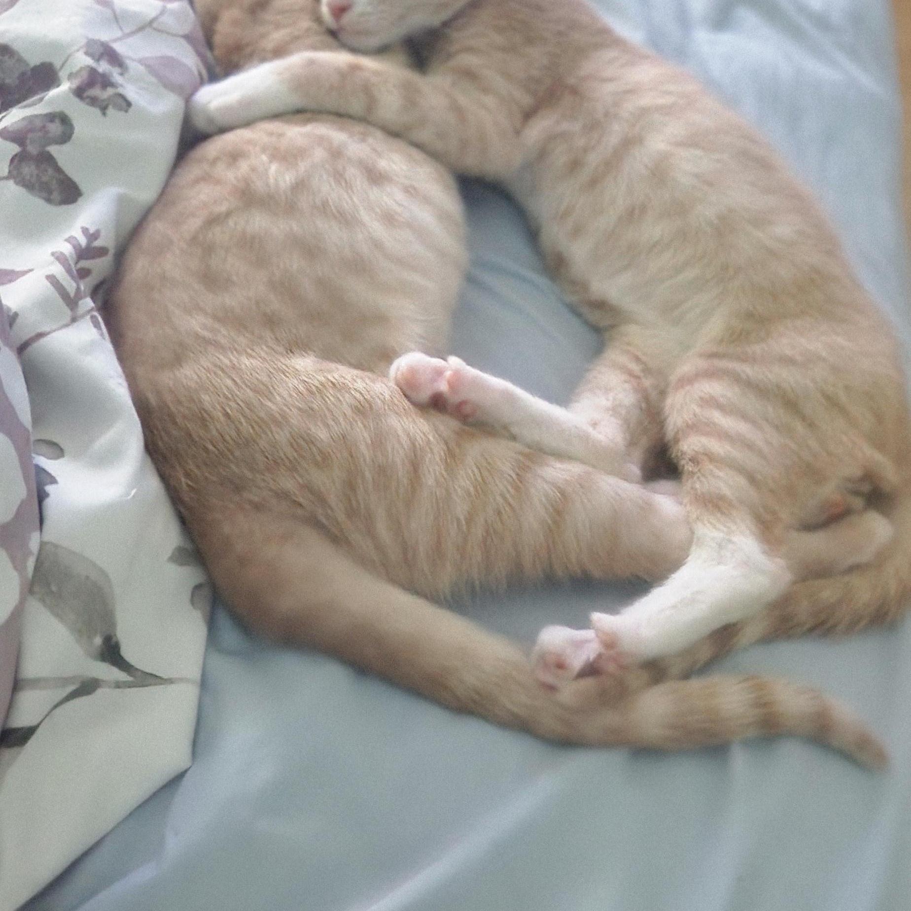 Socks, a Adoptable mixed breed in Charlotte, NC image 3/4