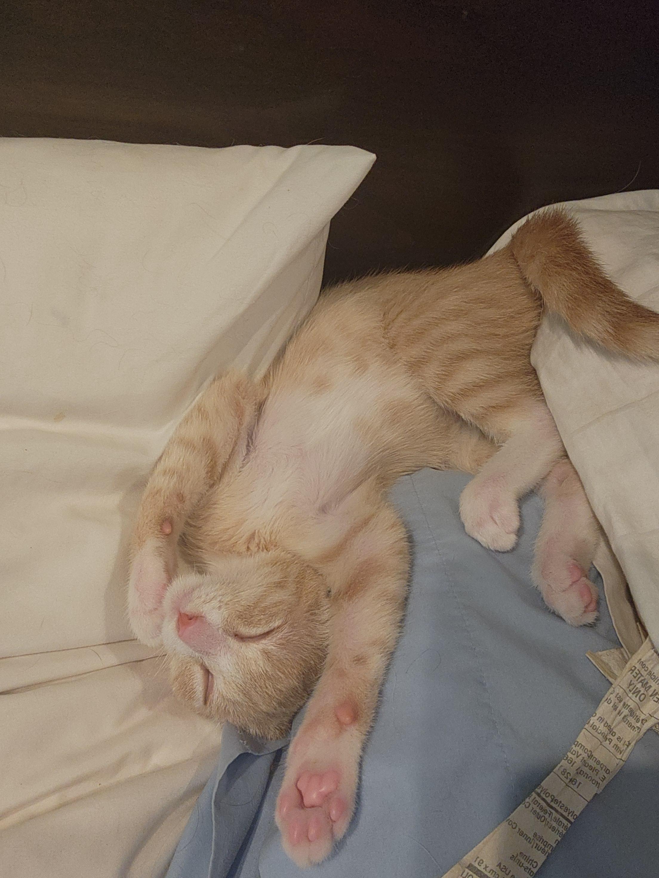 Socks, a Adoptable mixed breed in Charlotte, NC image 2/4