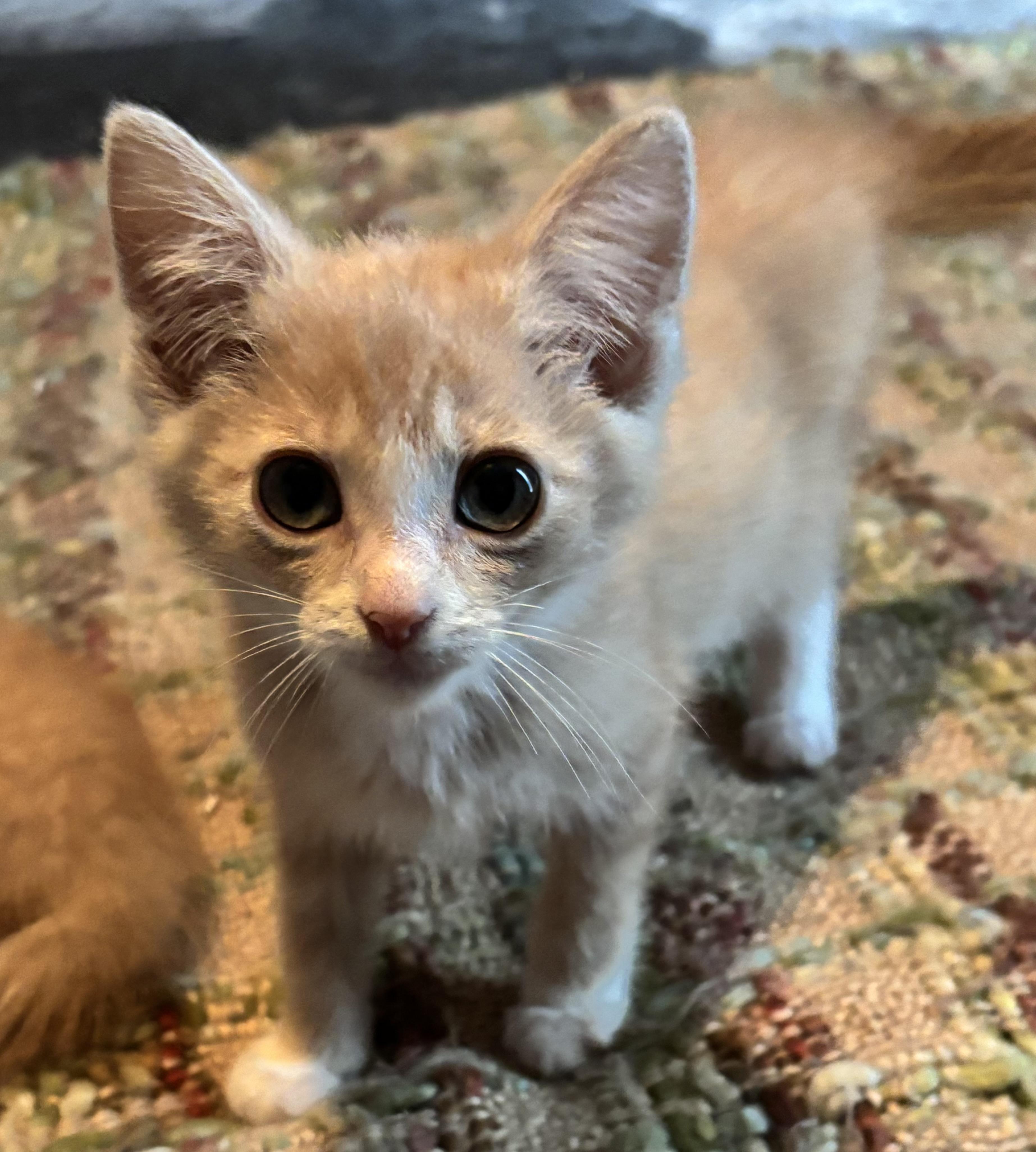 Socks, Adoptable, Kitten Male Domestic Short Hair.