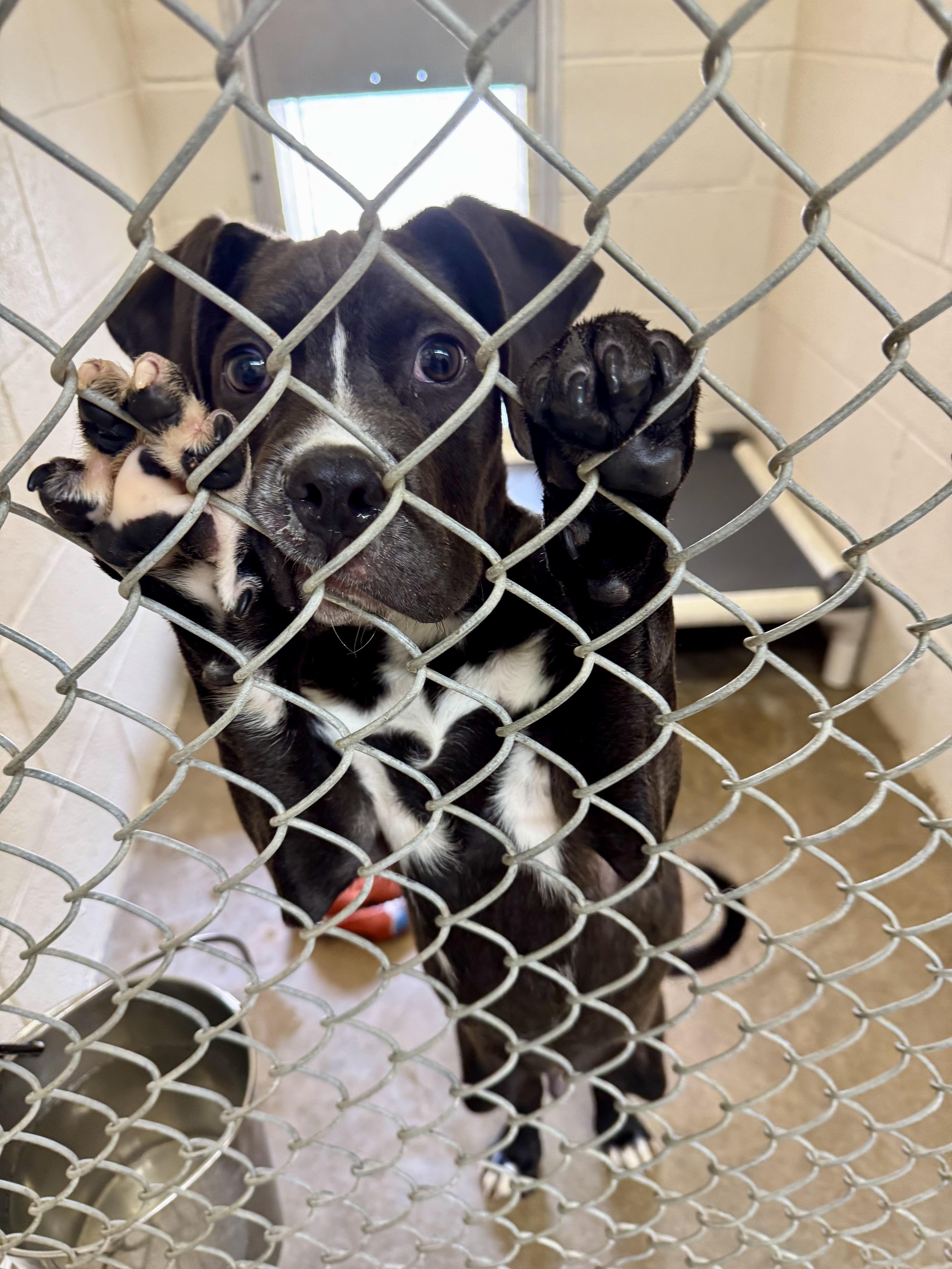 Dasher , ADOPTABLE, Young Male Boxer & Great Dane.