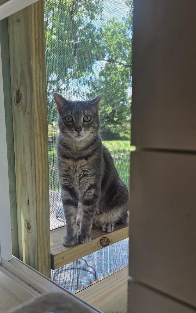 Enlarge AC, a Adoptable mixed breed in Miami, OK image 2/6