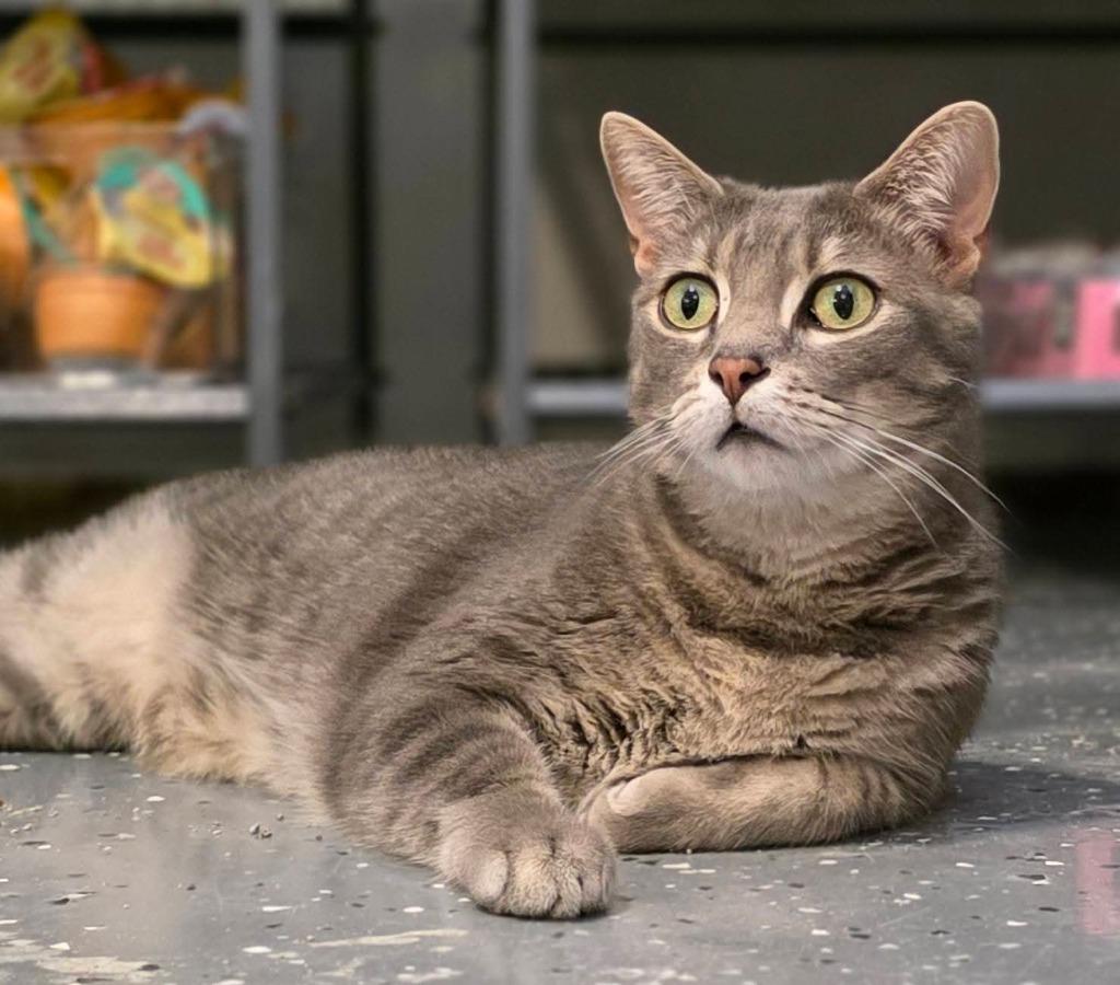 Enlarge AC, a Adoptable mixed breed in Miami, OK image 2/5