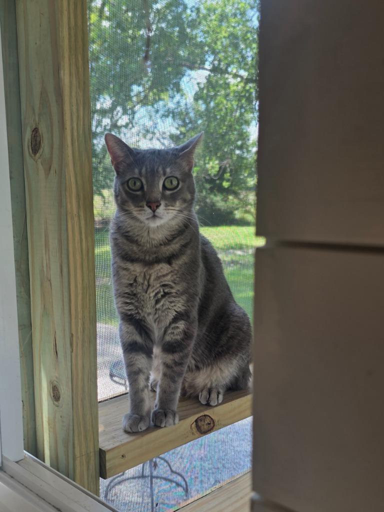 Enlarge AC, a Adoptable mixed breed in Miami, OK image 5/6