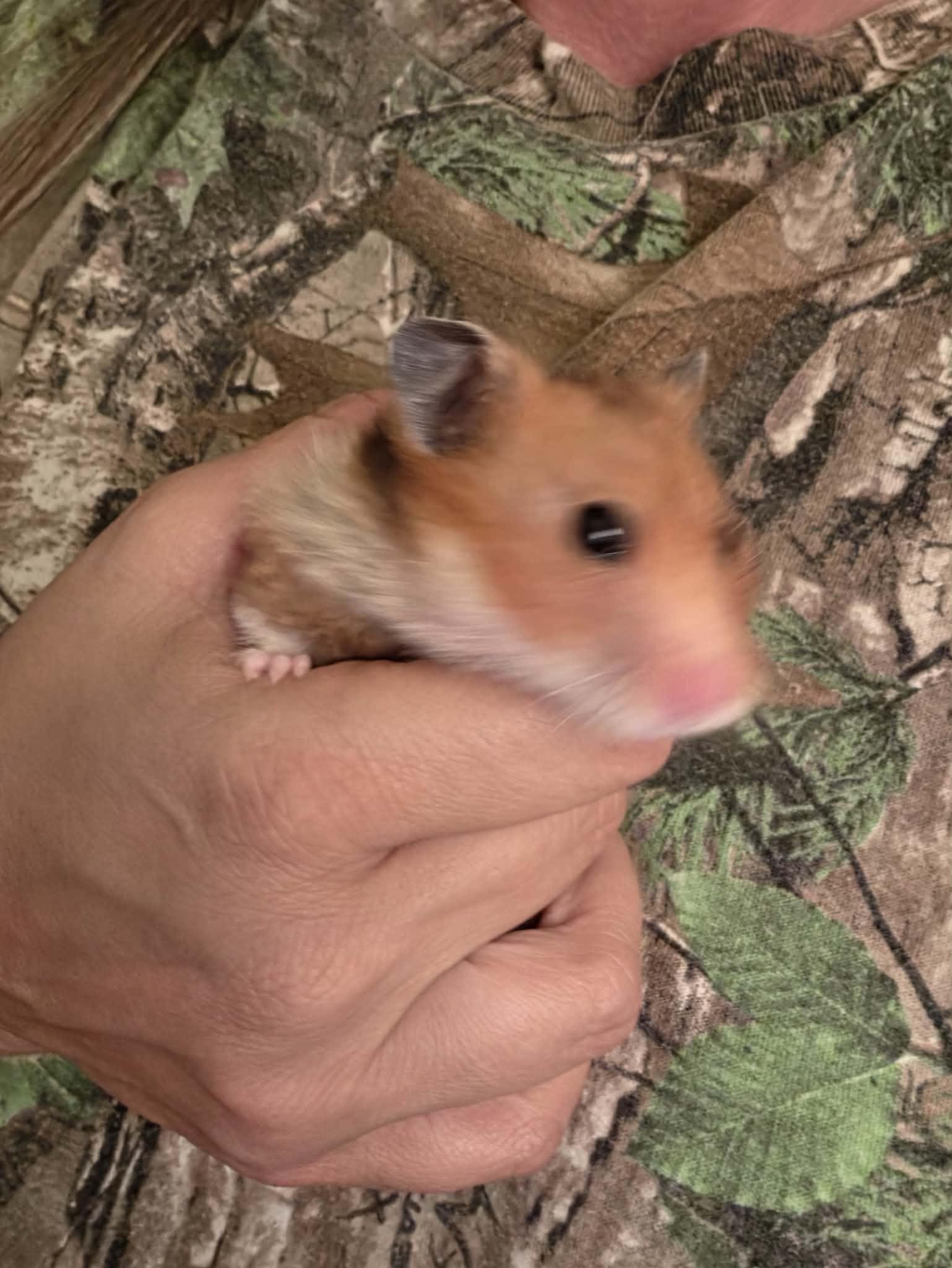 Dash, a ADOPTABLE Hamster in Eugene, OR image 1/2