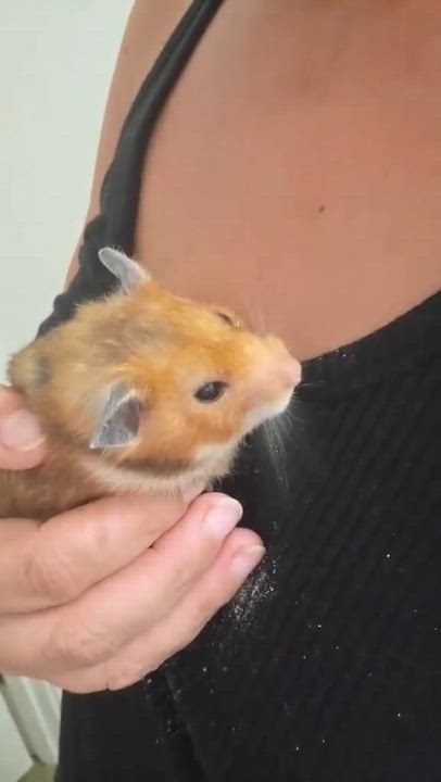 Enlarge Dash, a ADOPTABLE Hamster in Eugene, OR video 2/2
