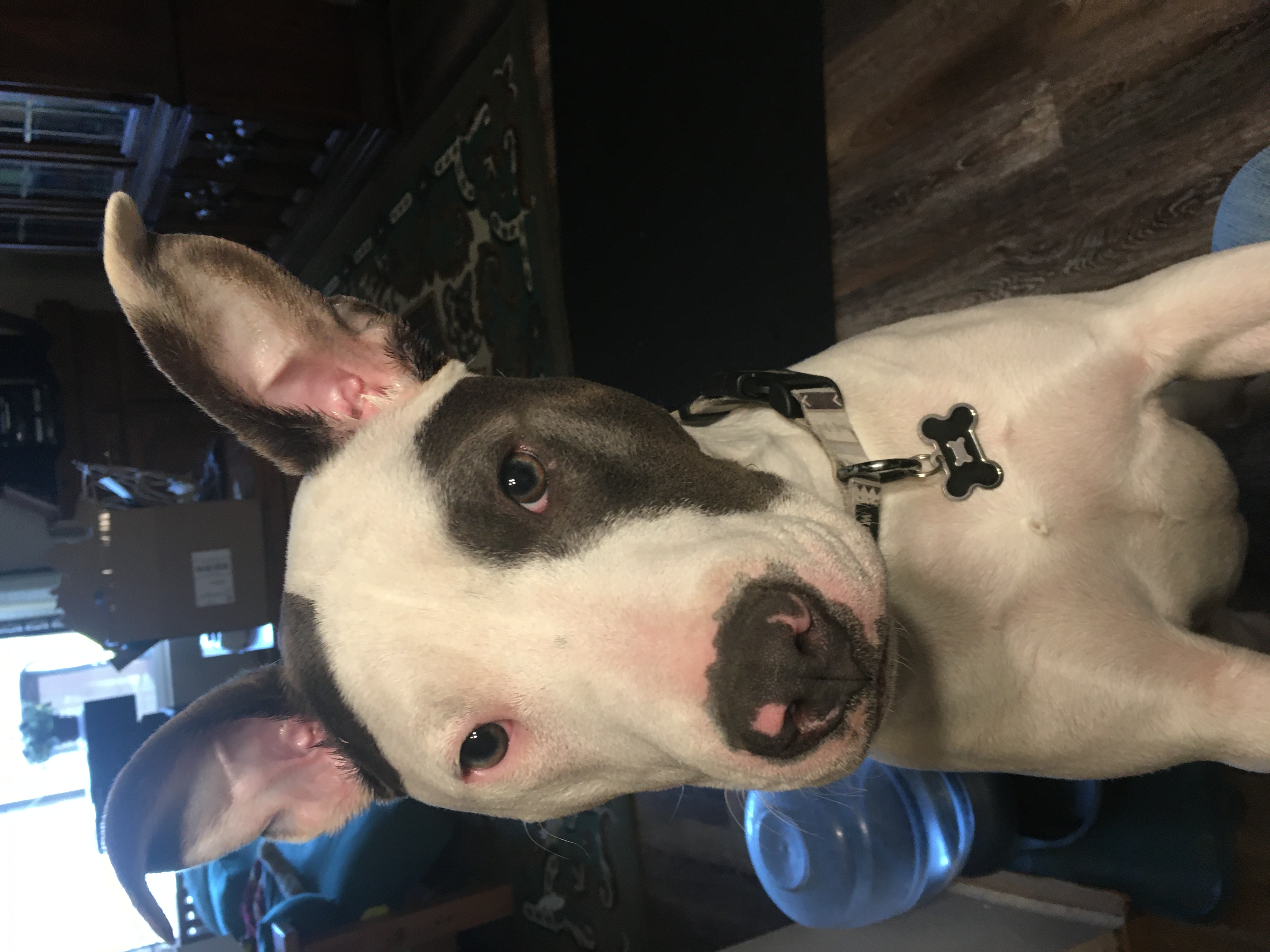 Enlarge Cooper, a Adoptable mixed breed in Pasco, WA image 5/5