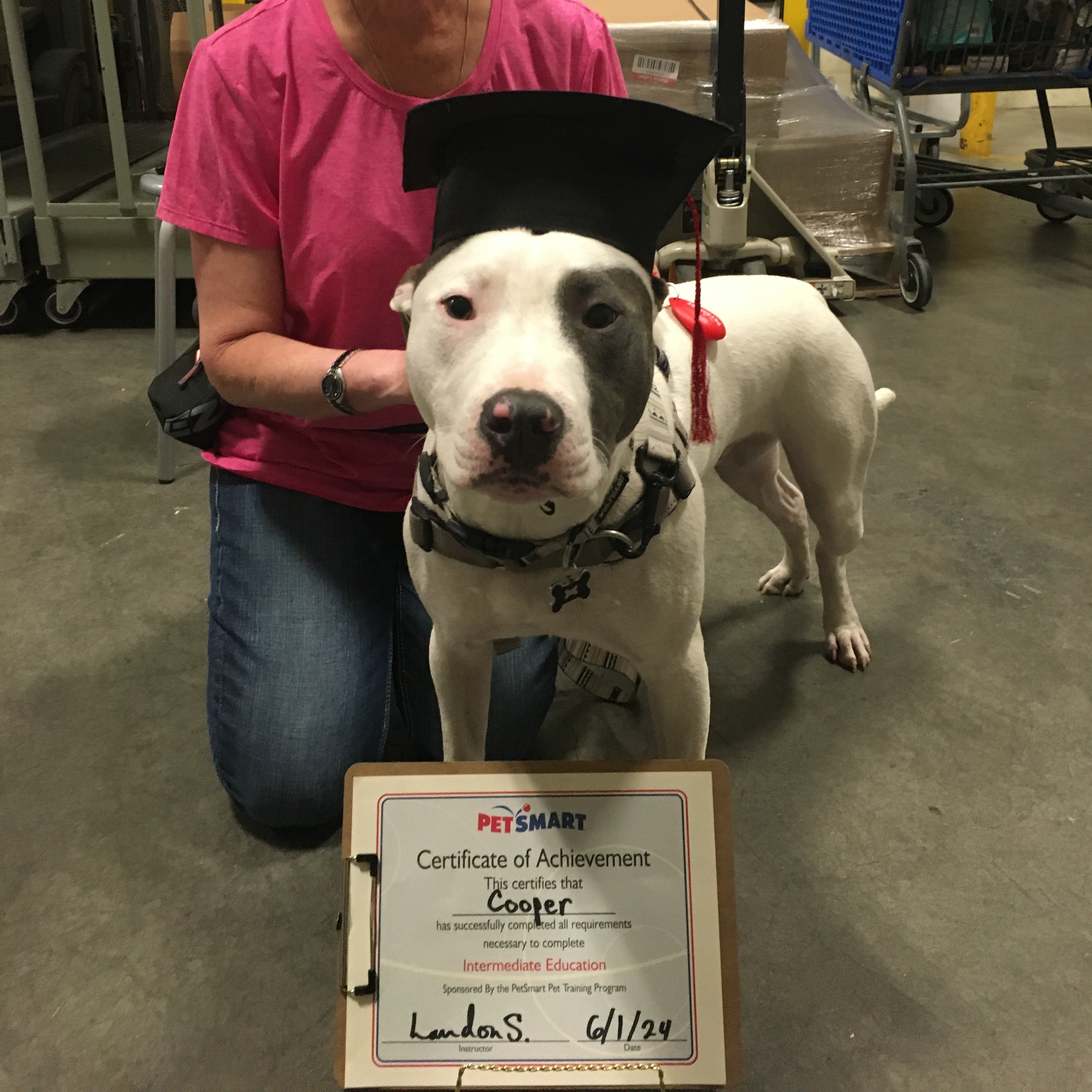 Enlarge Cooper, a Adoptable mixed breed in Pasco, WA image 1/5