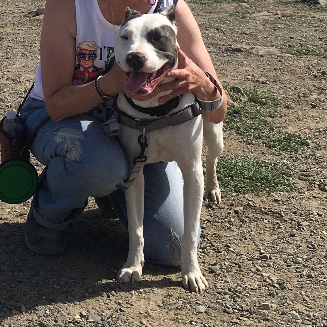Enlarge Cooper, a Adoptable mixed breed in Pasco, WA image 3/5