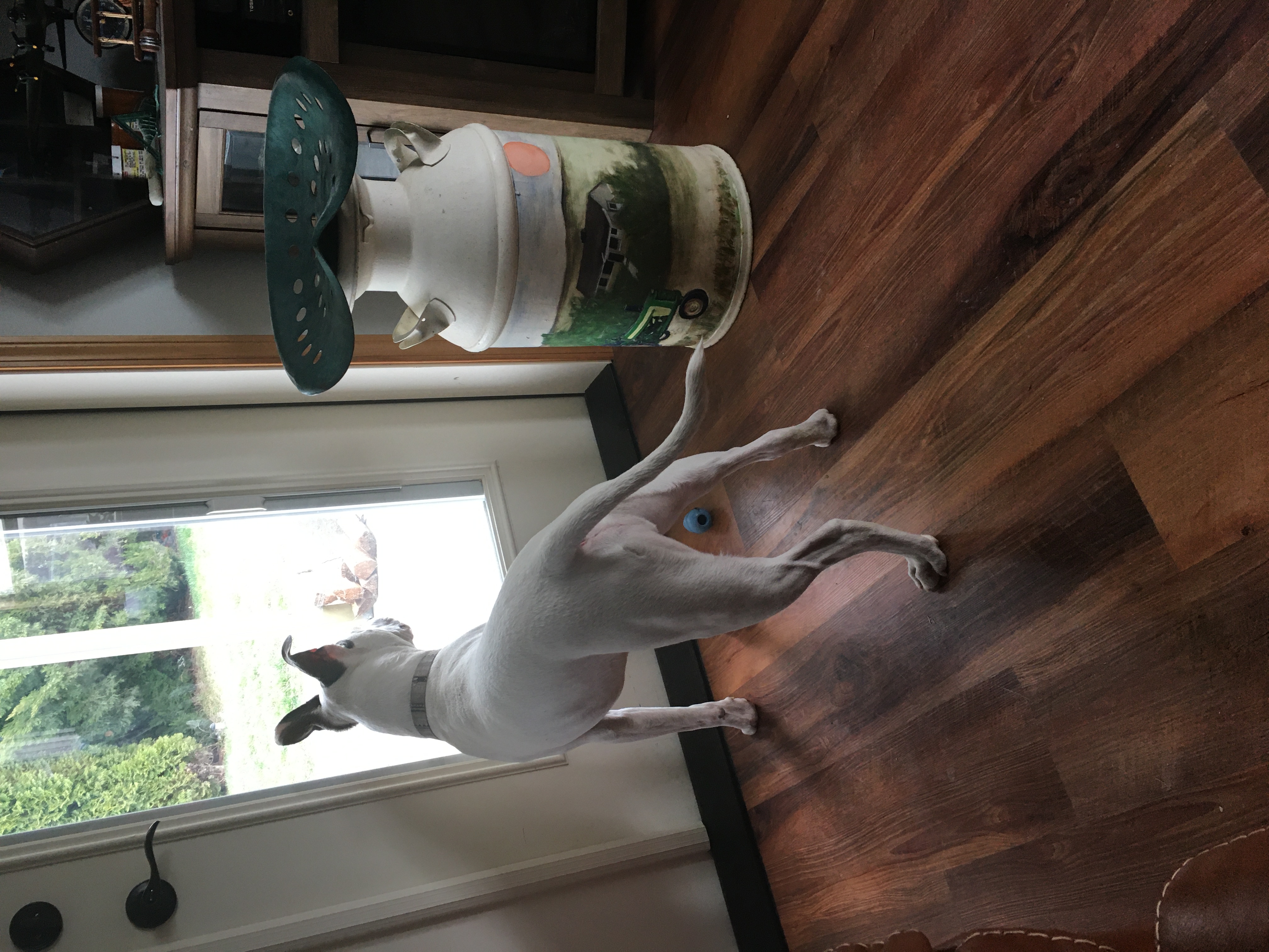 Enlarge Cooper, a Adoptable mixed breed in Pasco, WA image 2/5