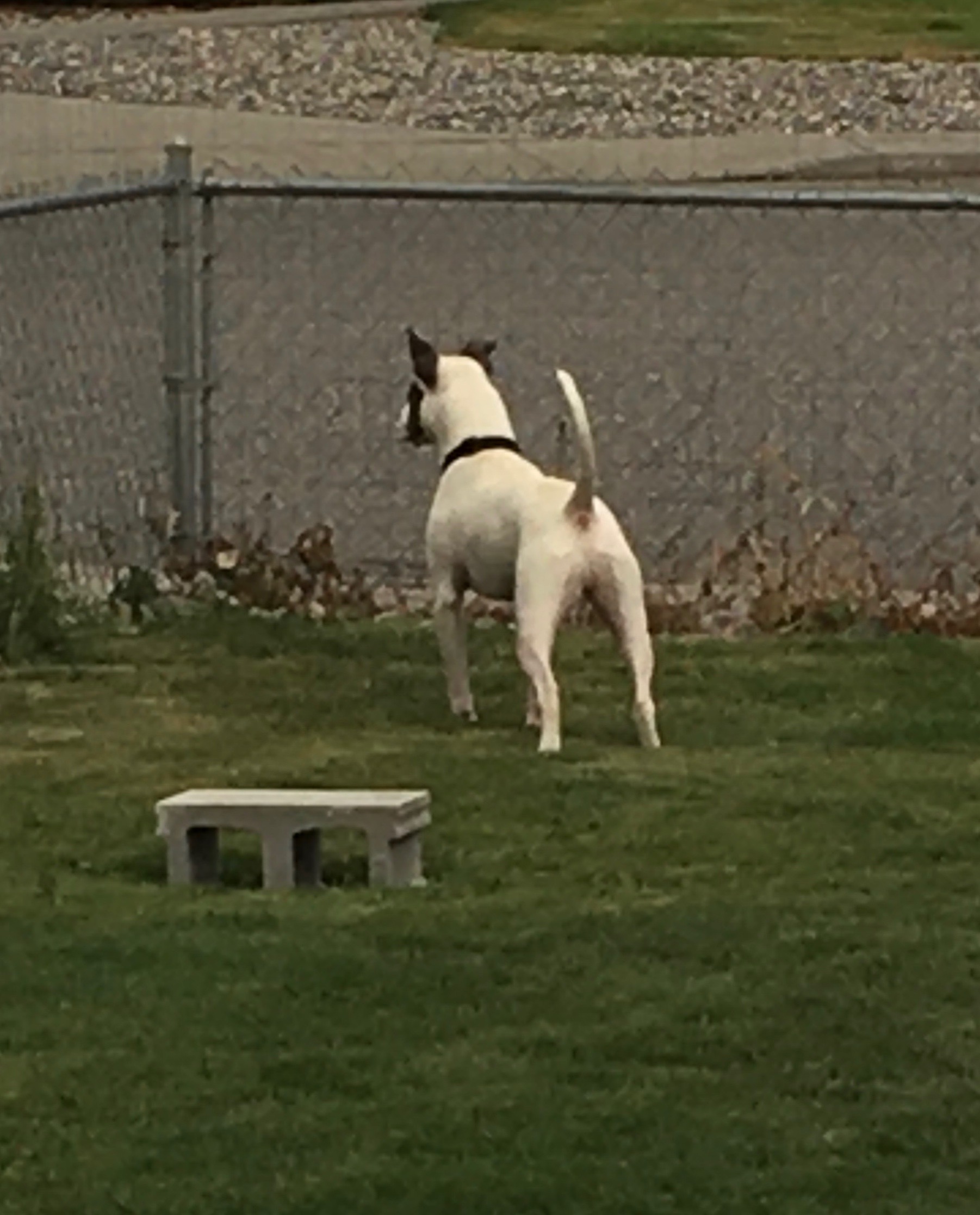 Enlarge Cooper, a Adoptable mixed breed in Pasco, WA image 4/5