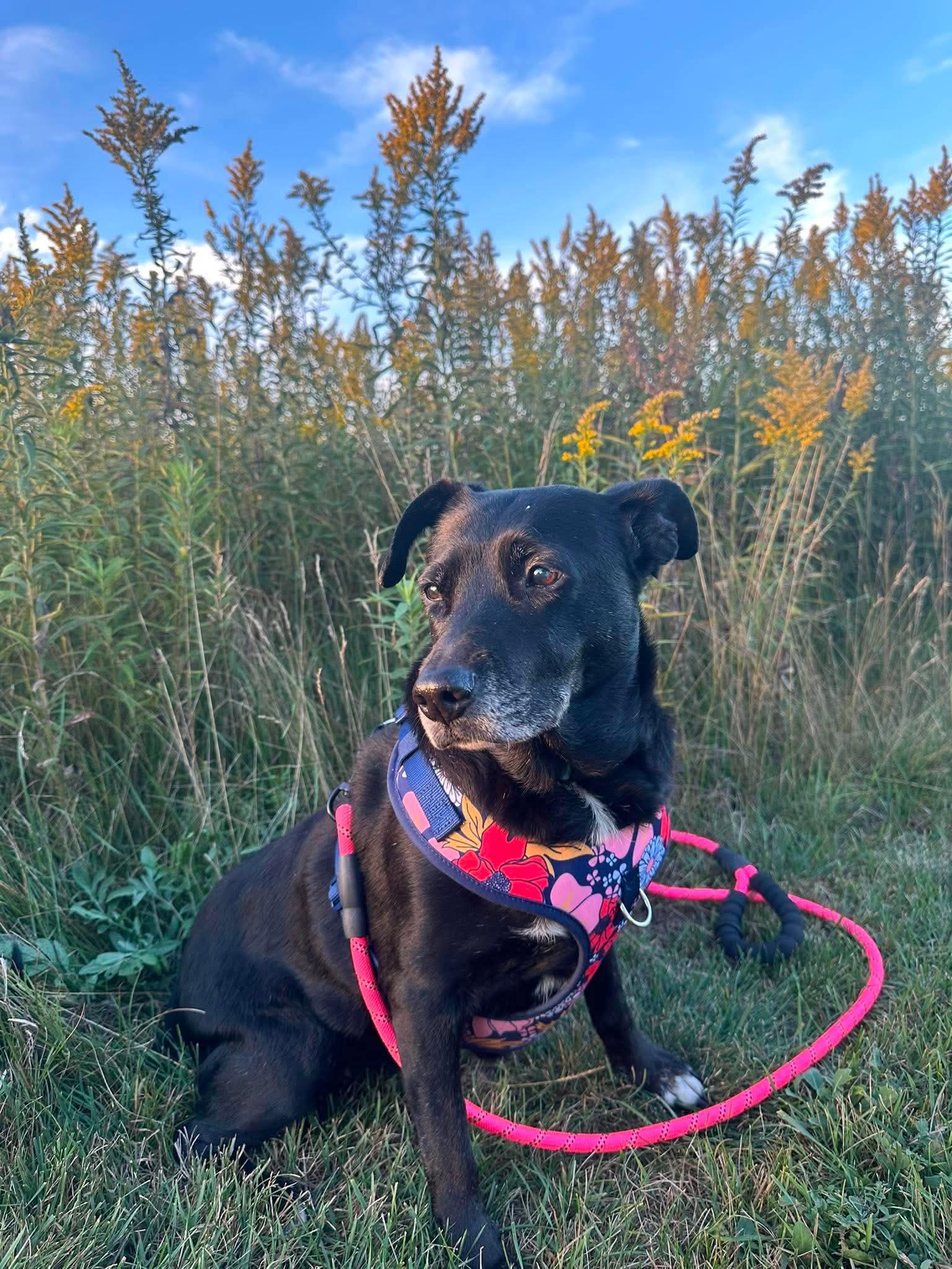 Princess, Adoptable, Senior Female Labrador Retriever & Border Collie.