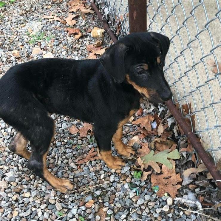 Enlarge Apple Bloom, a Adoptable Hound in Stilwell, OK image 1/1