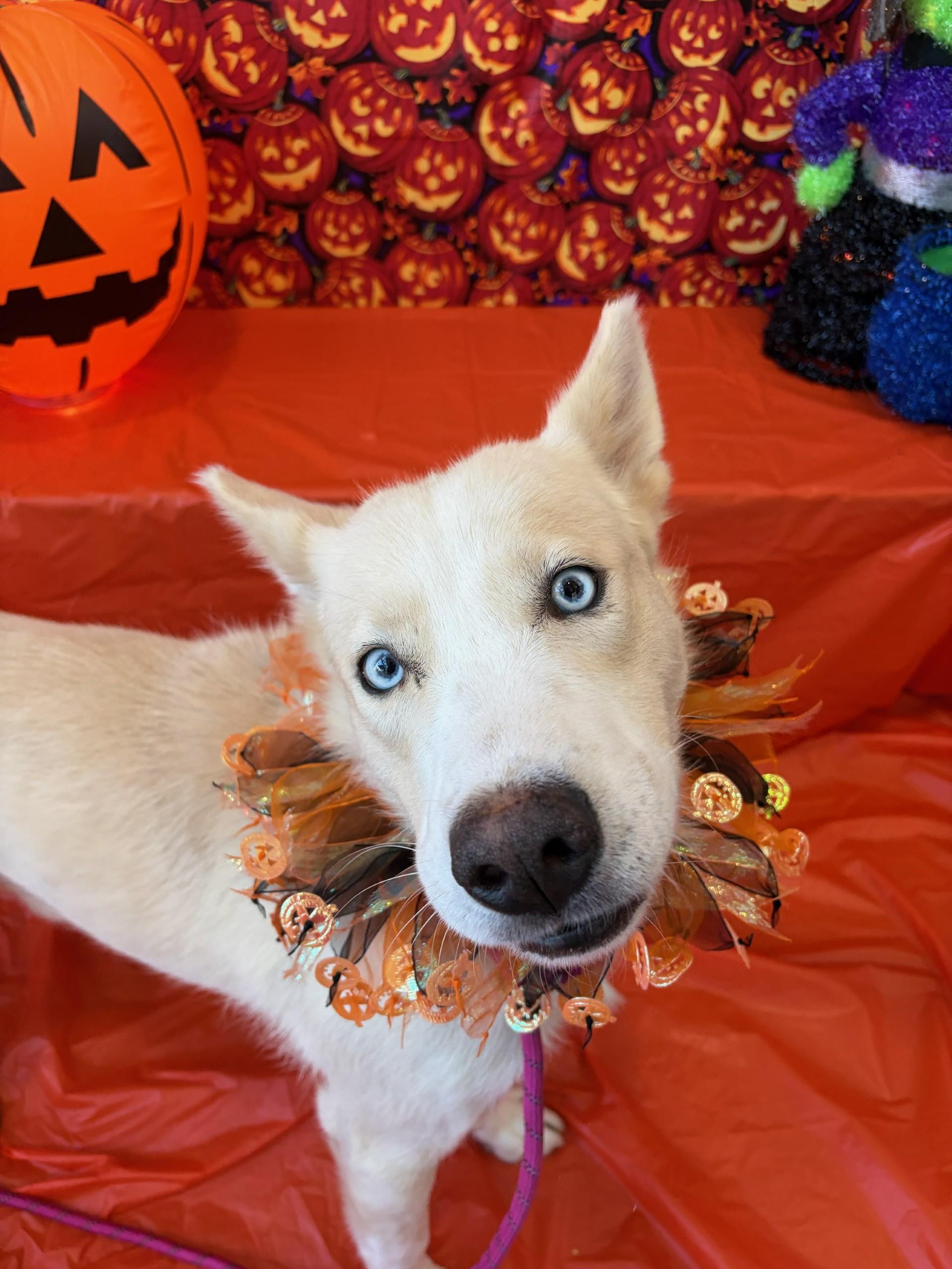 Sammy, Adoptable, Adult Male Siberian Husky.