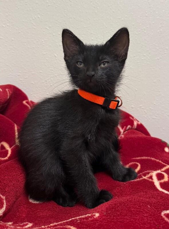Zane, Adoptable, Young Male Domestic Medium Hair.