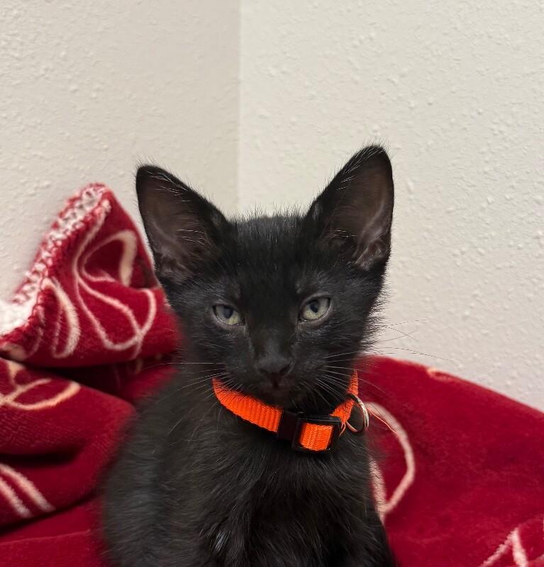 Enlarge Zane, a Adoptable Domestic Medium Hair in Yankton, SD image 2/2